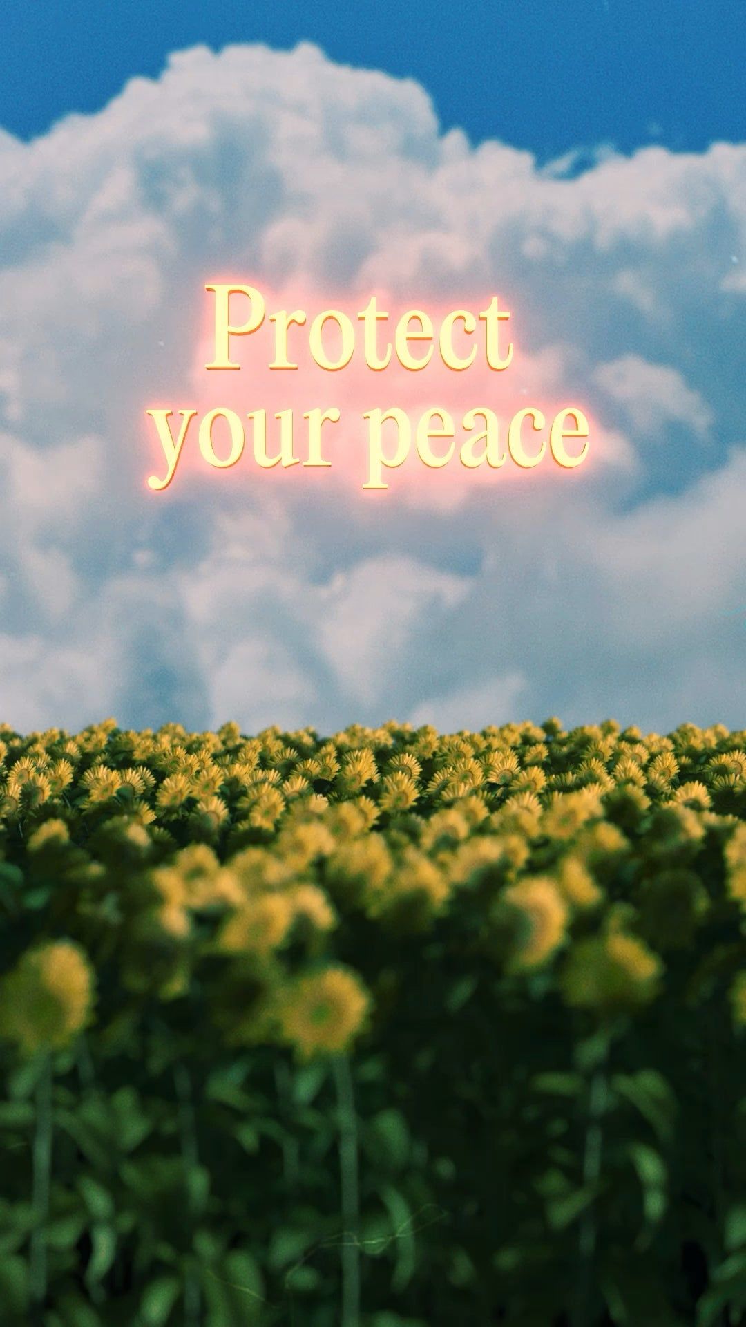 A field of yellow flowers with the words protect your peace - Peace