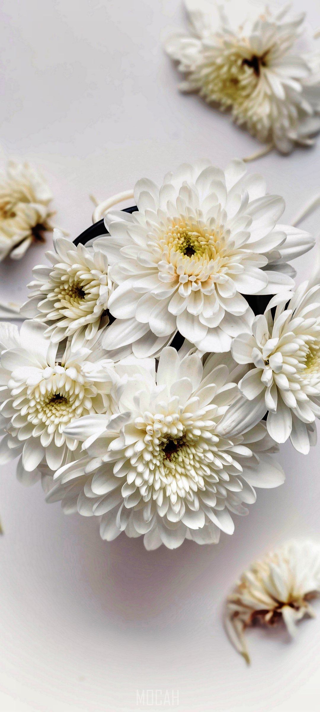 a top view of white dahlias on a white surface, white peace, Oppo A52 HD download, 1080x2400 Gallery HD Wallpaper
