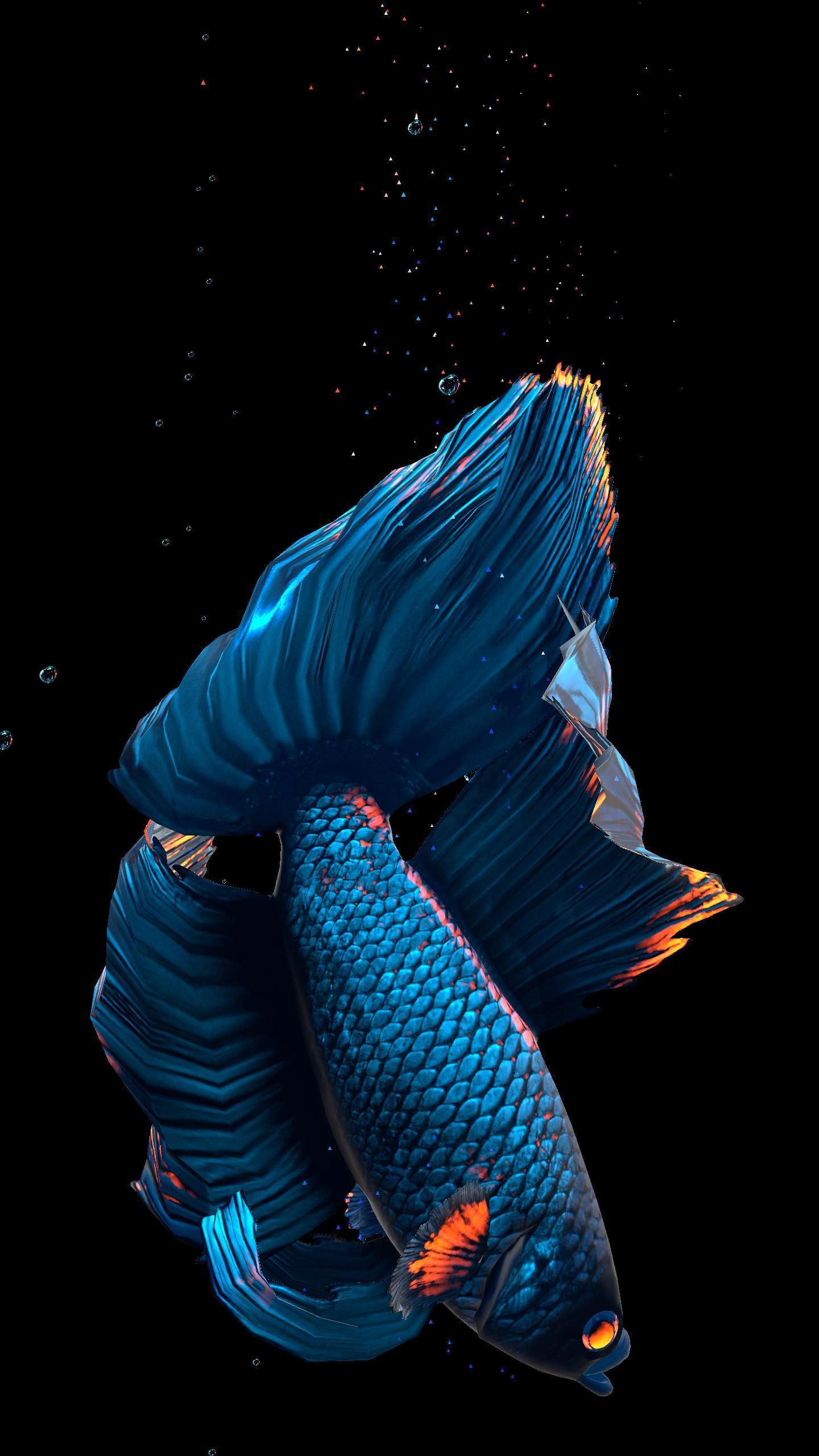 A blue fish with black and red fins - Fish