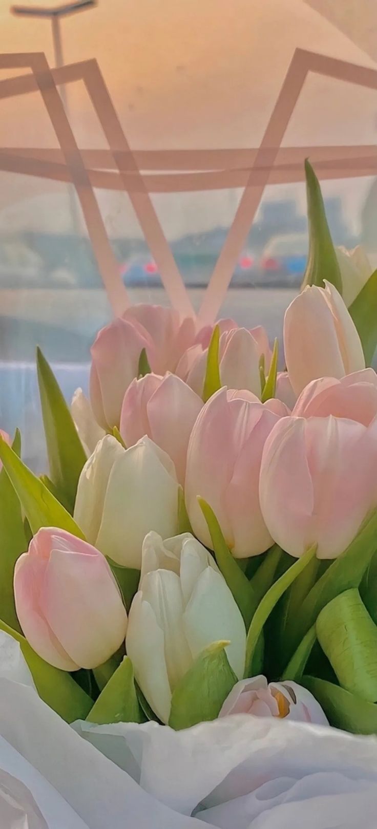A bouquet of pink and white tulips wrapped in white paper. - Tulip
