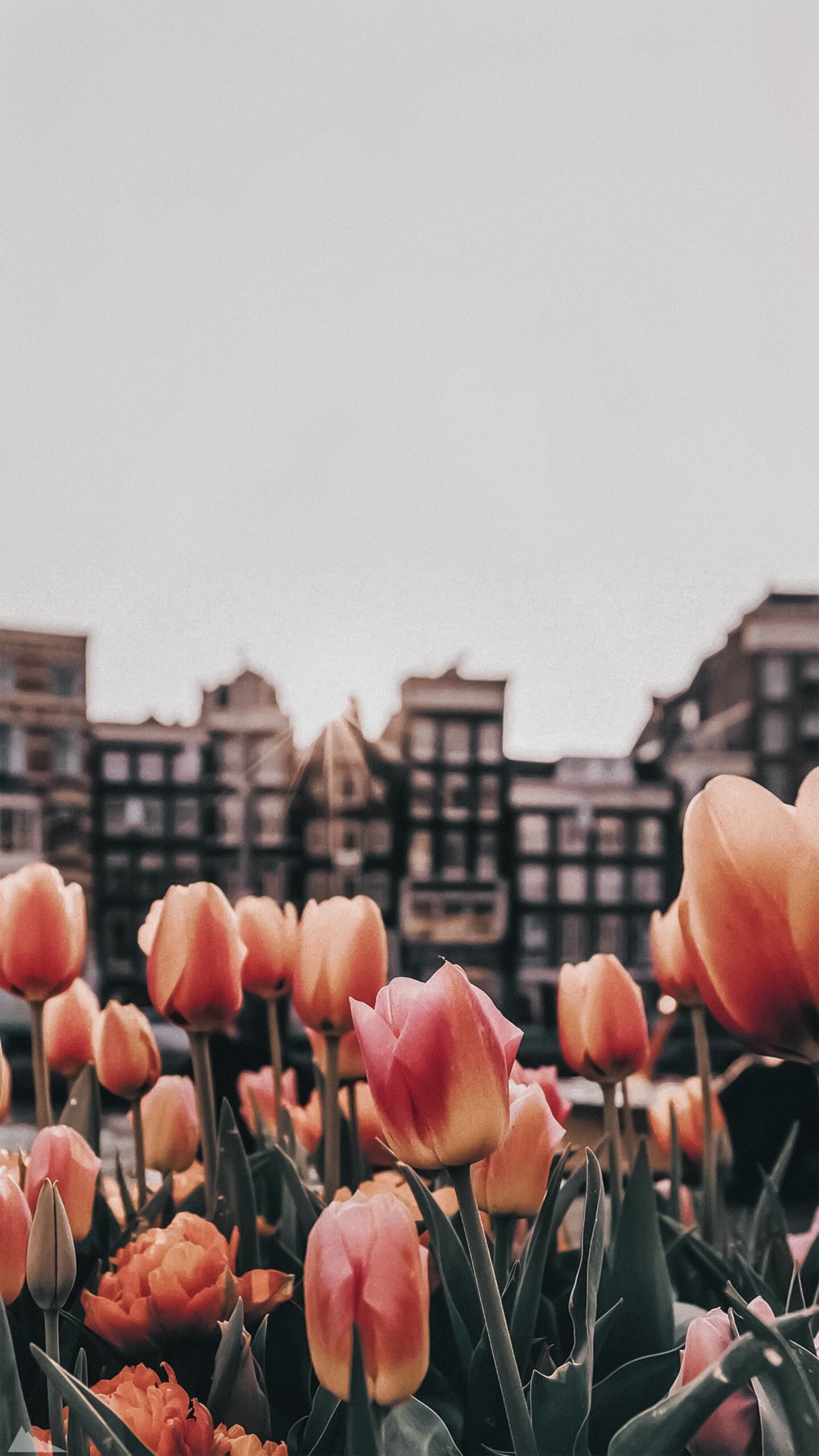A field of flowers in front some buildings - Tulip