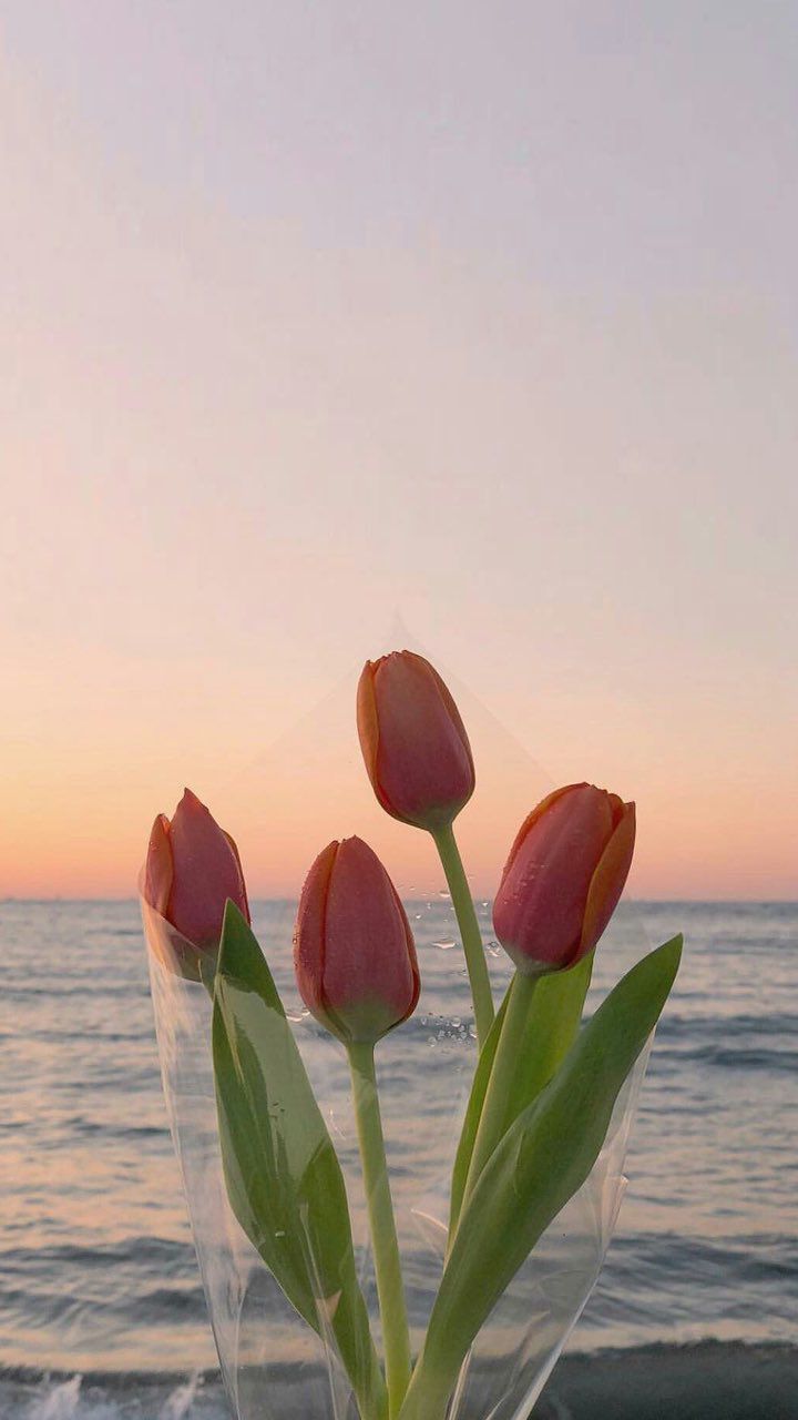 A vase of tulips in front of the ocean at sunset - Tulip