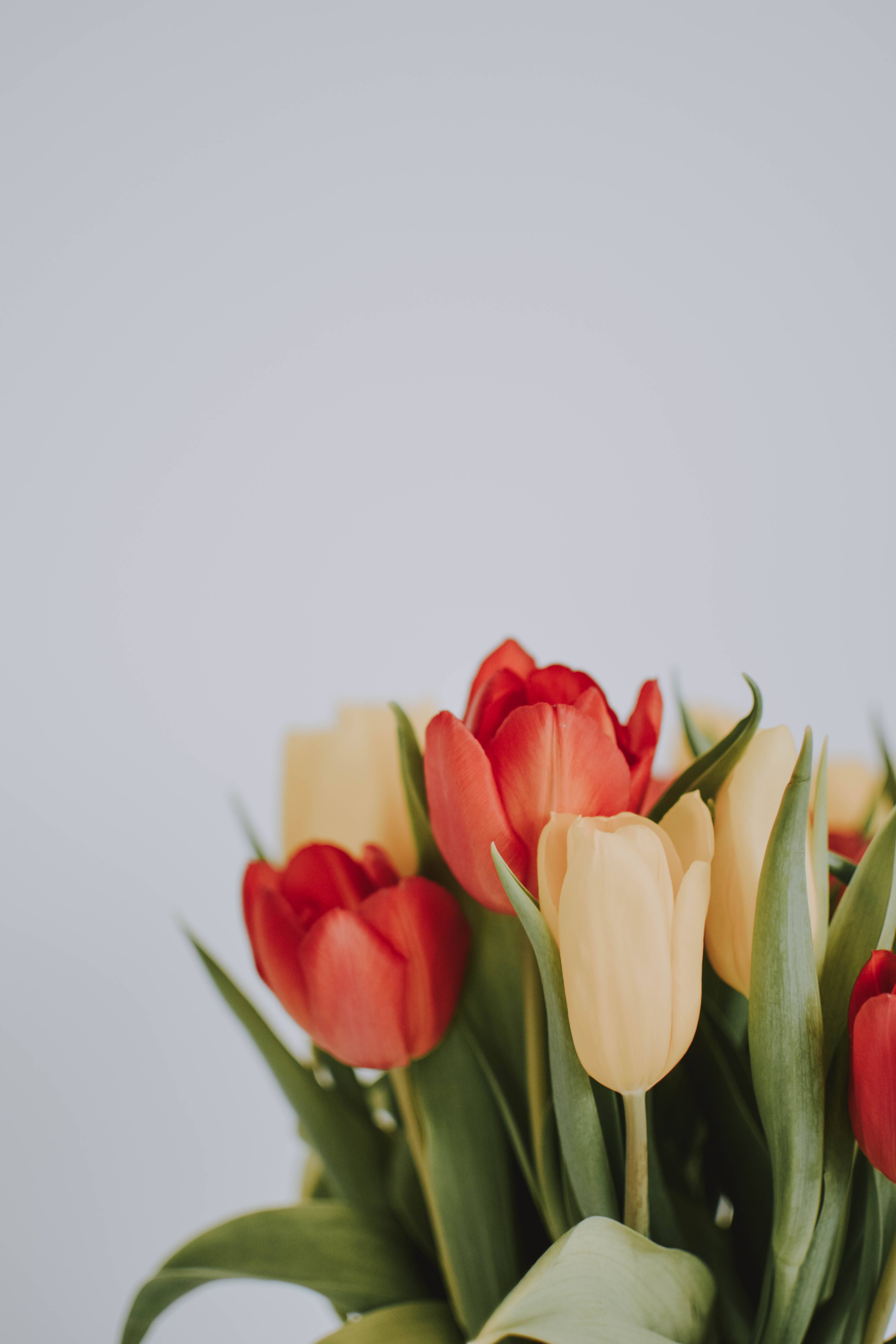 Download Aesthetic Lovely Tulips Wallpaper