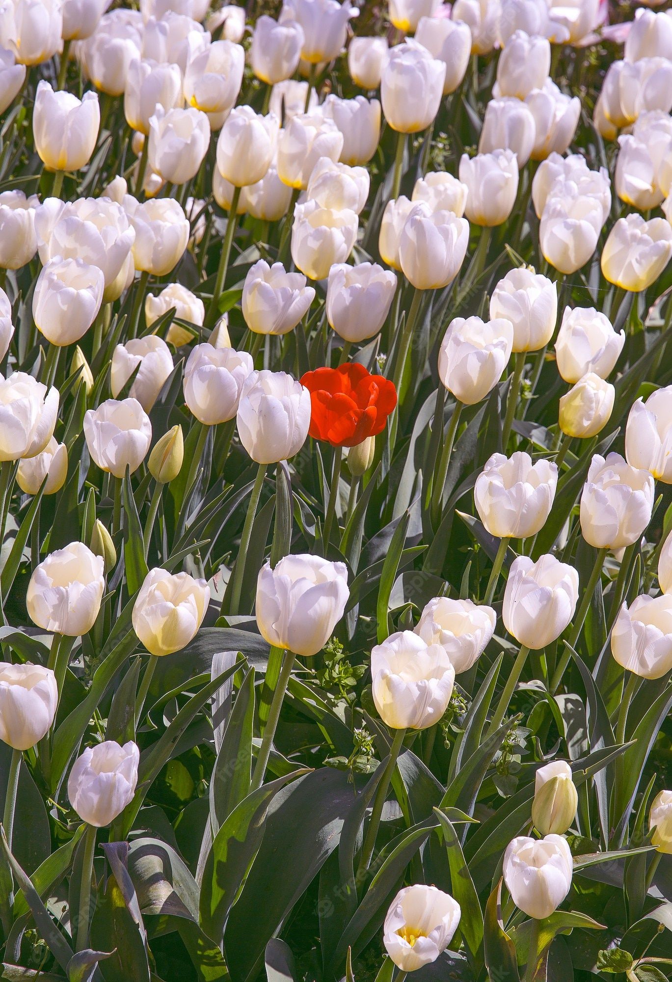 A red flower is in the middle of white flowers - Tulip