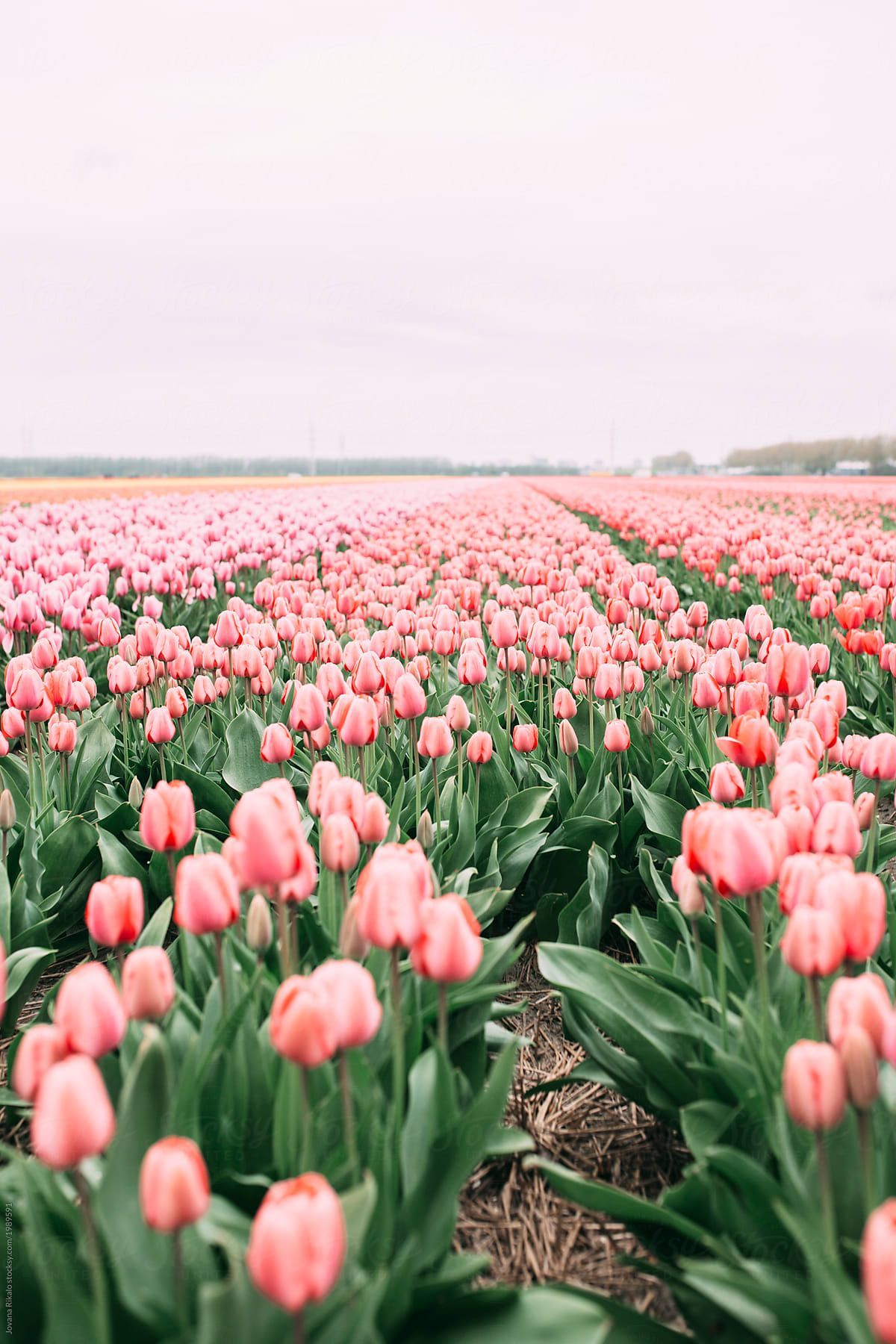 A field of pink tulips by Sarah Lalone - Tulip