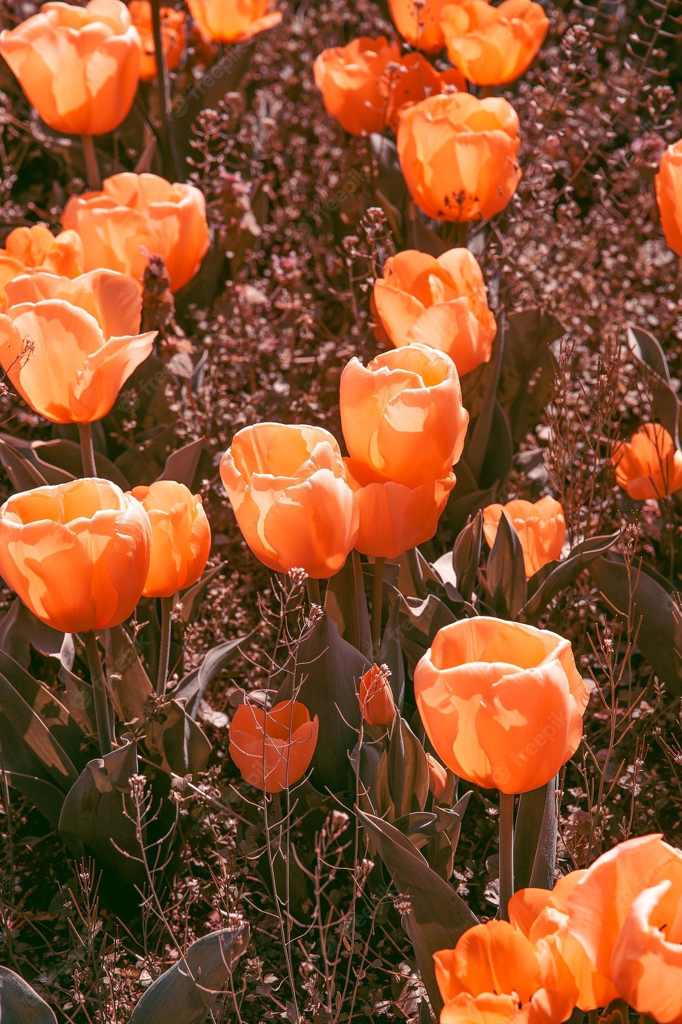 A field of orange tulips with some petals starting to fade. - Tulip