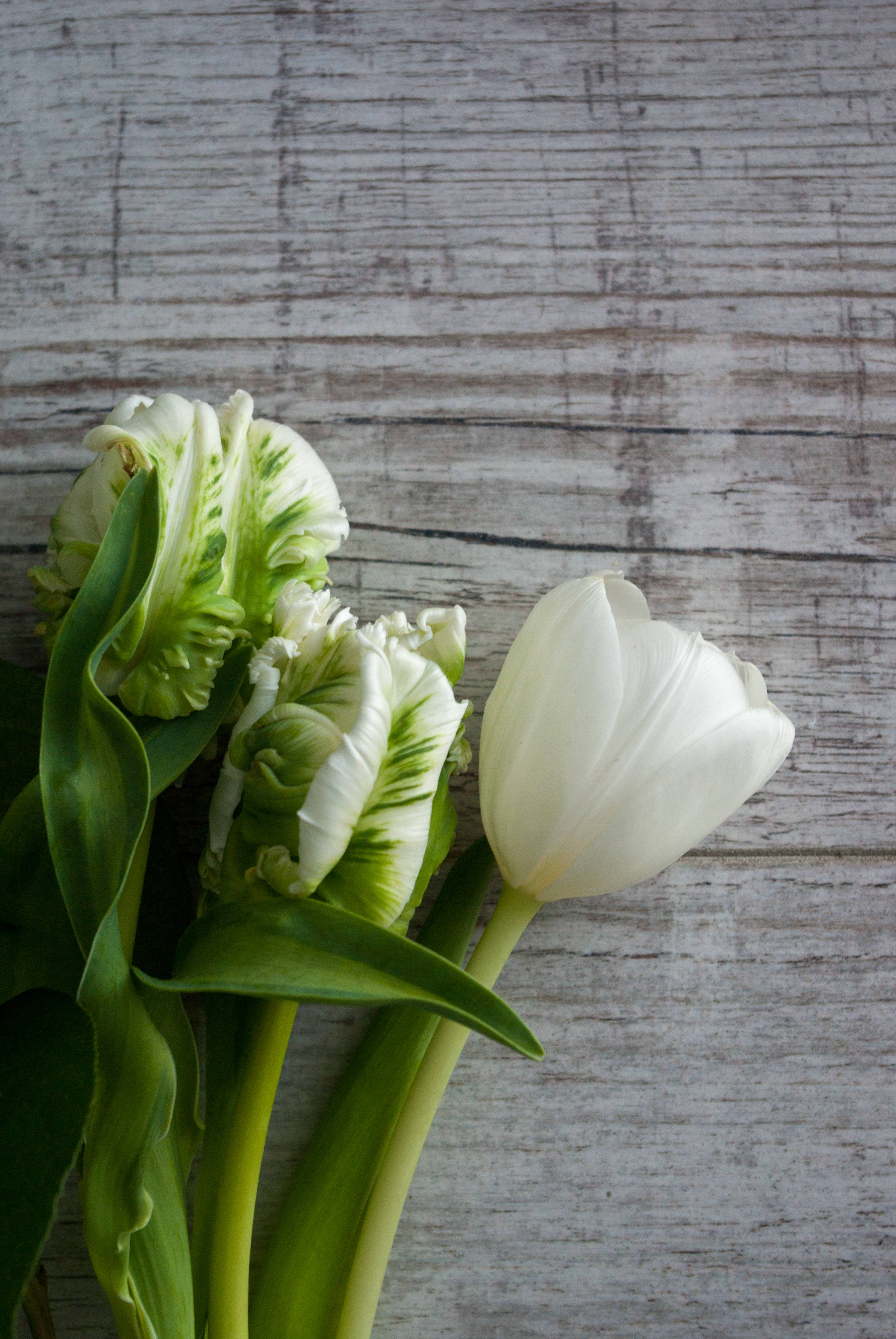 A bunch of white tulips on a wooden table - Tulip