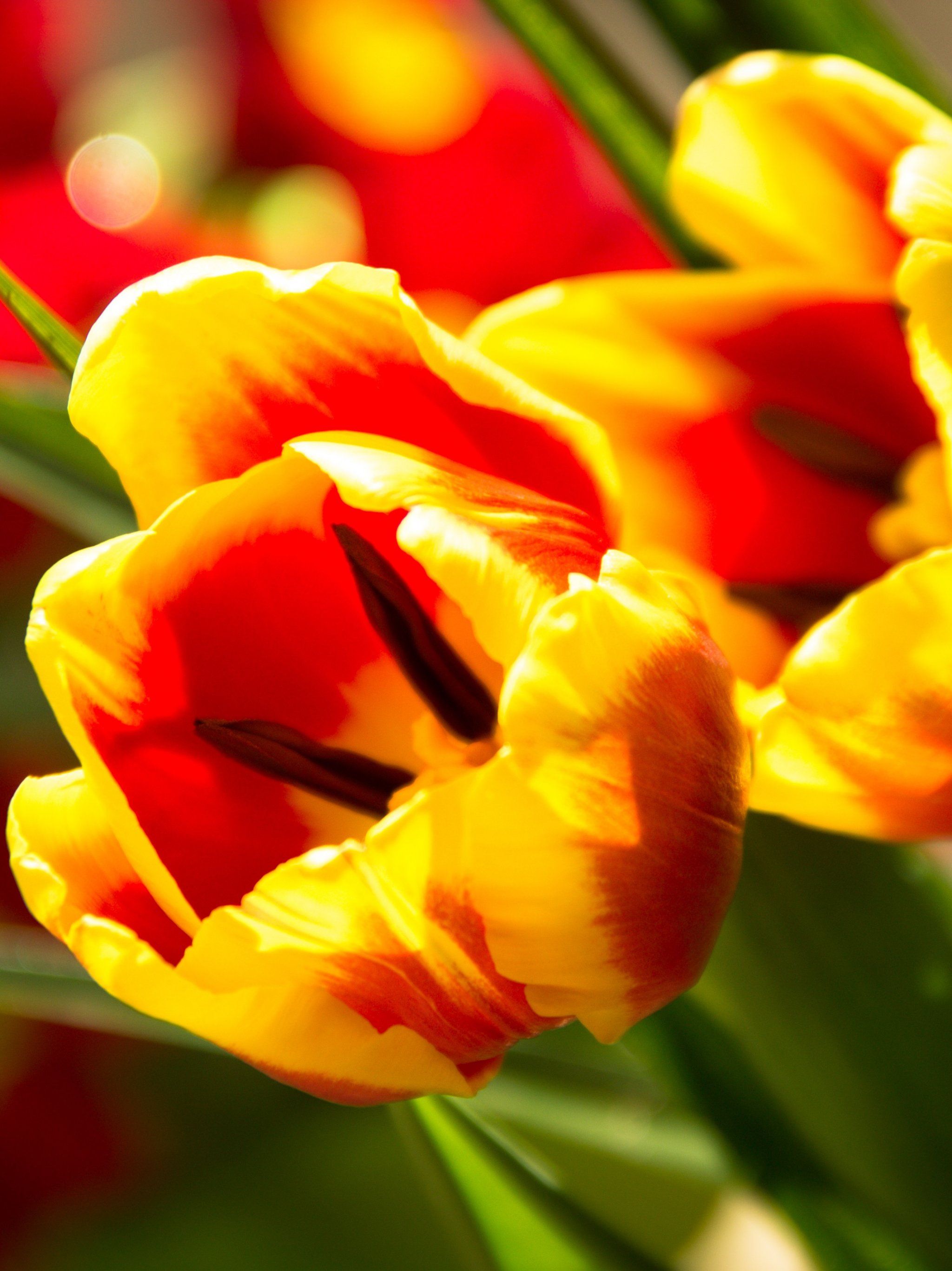 A close up of a bunch of yellow and red tulips. - Tulip