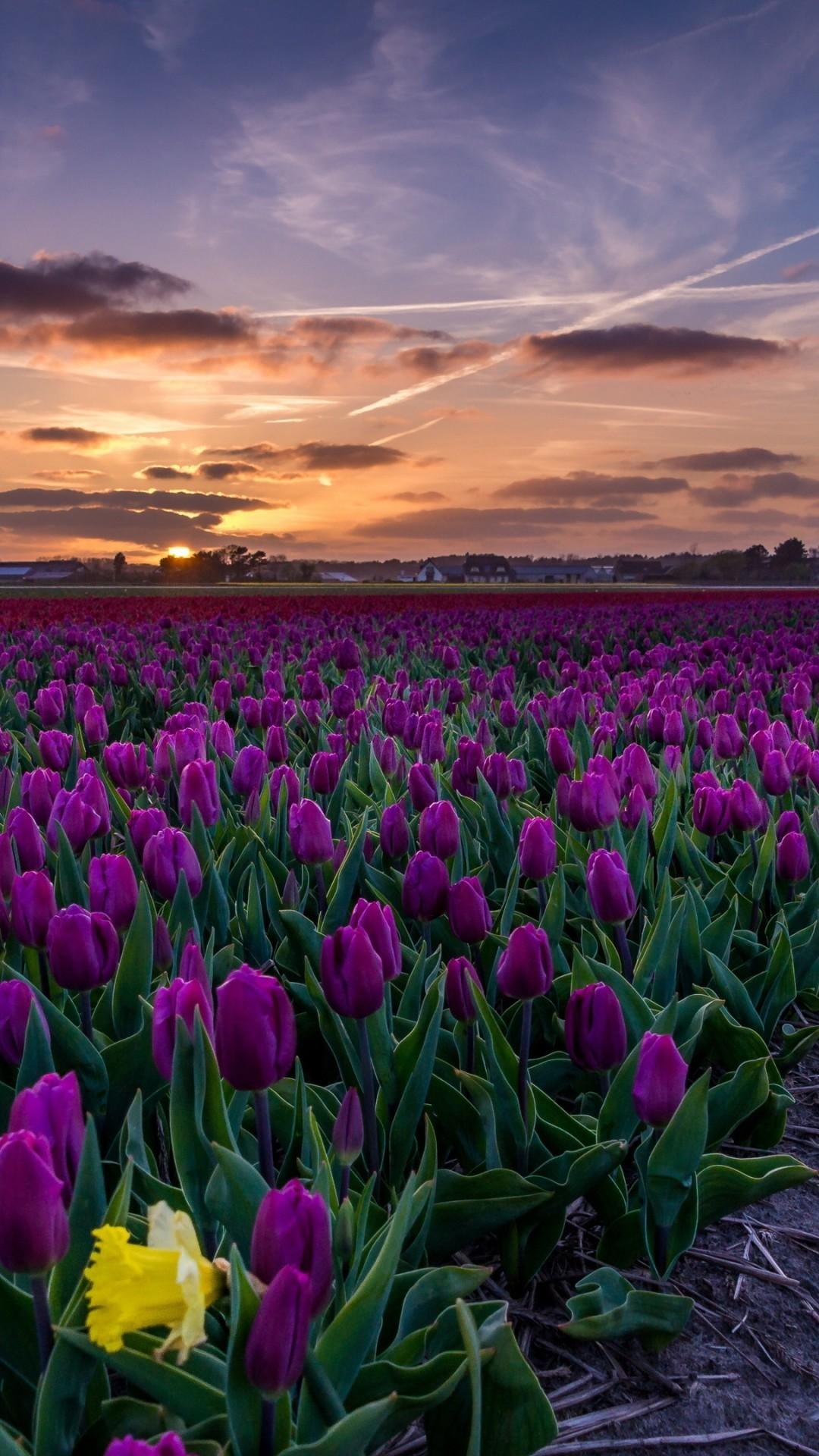 A field of purple flowers with one yellow flower - Tulip
