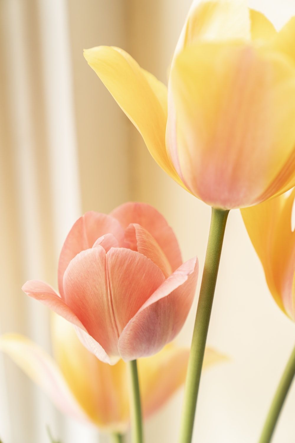 A vase of yellow and pink tulips sits on a table. - Tulip