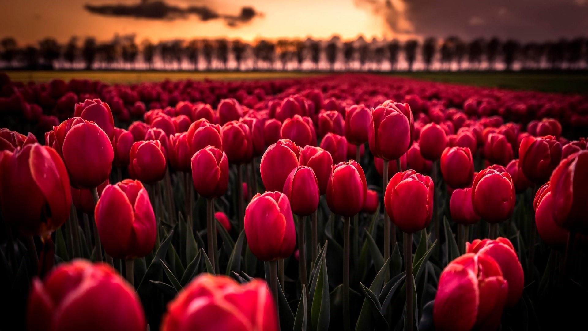 A field of red tulips with the sun setting - Tulip