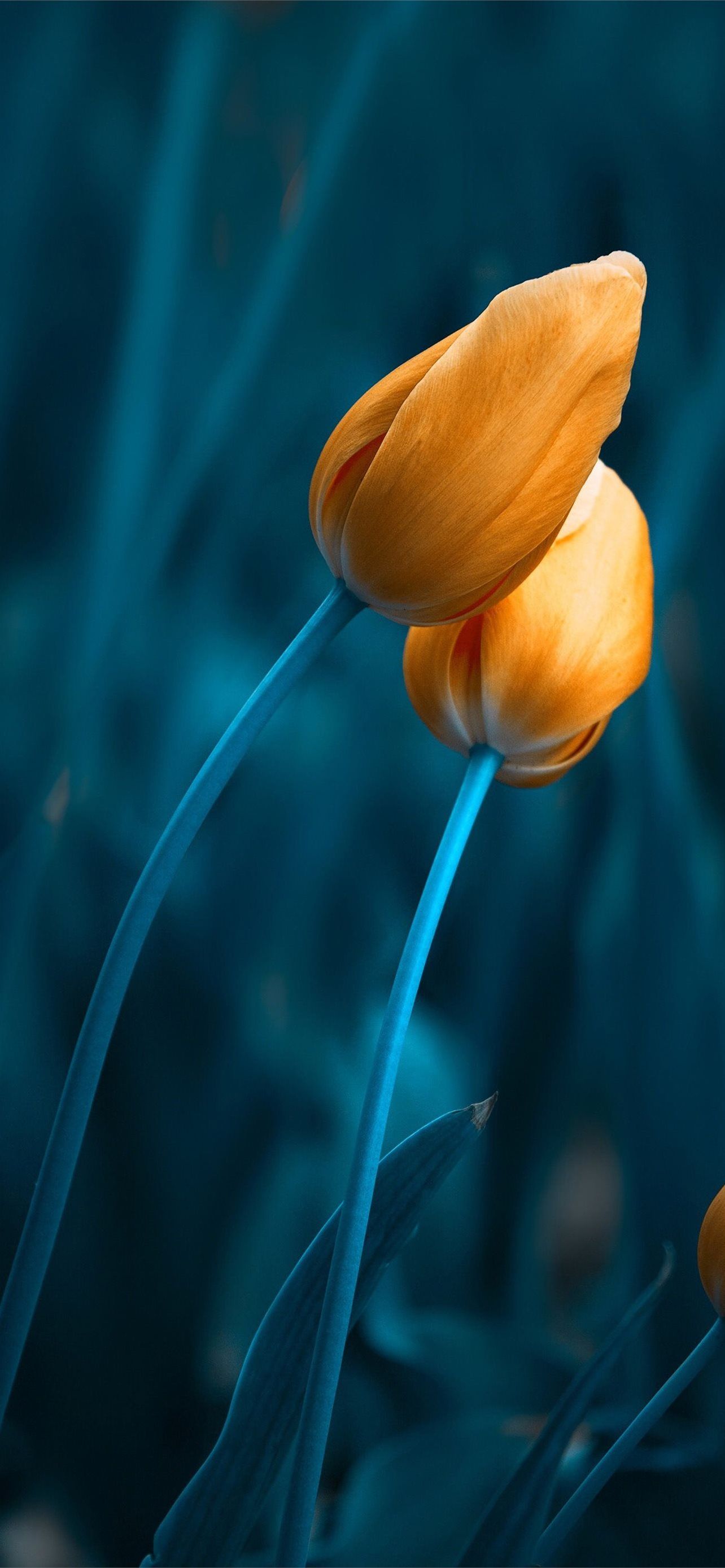 A yellow tulip with a blue background - Tulip