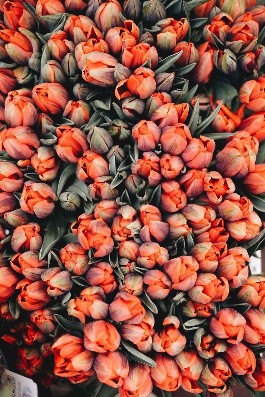 A large bouquet of red tulips - Tulip