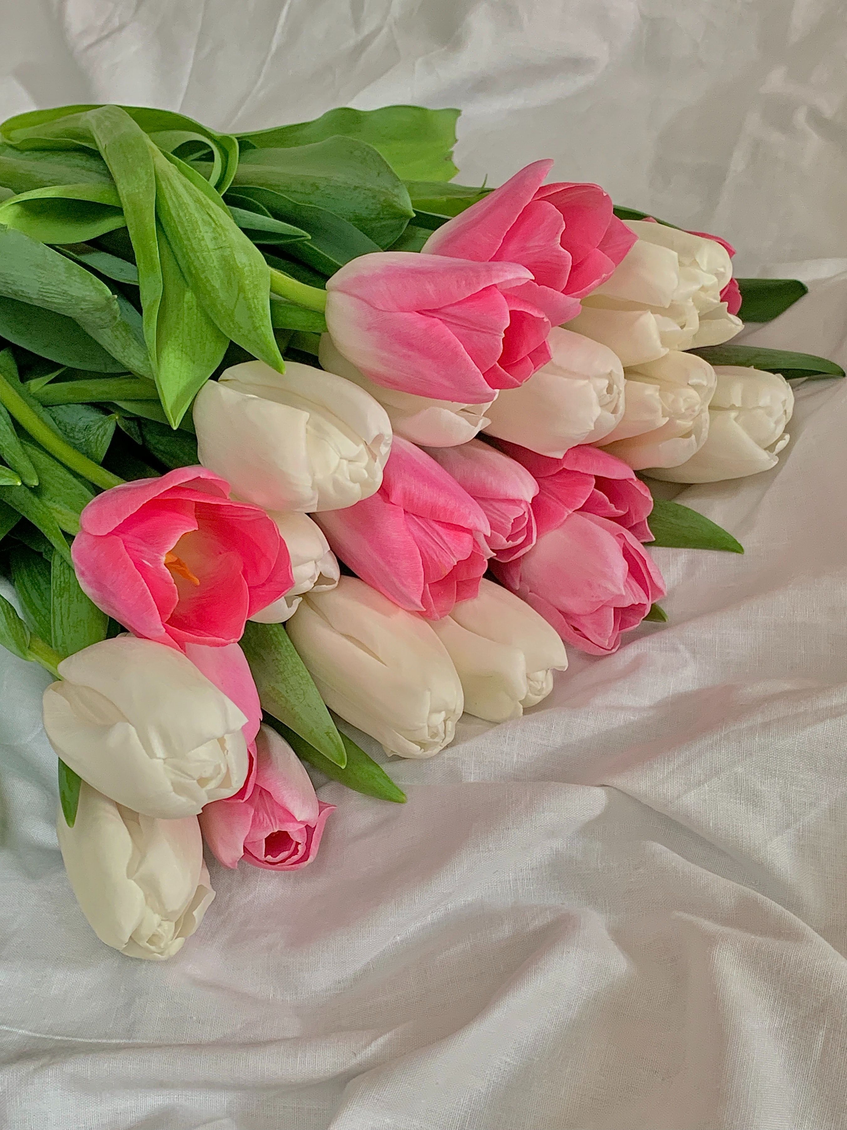 A bouquet of pink and white tulips on a white sheet. - Tulip