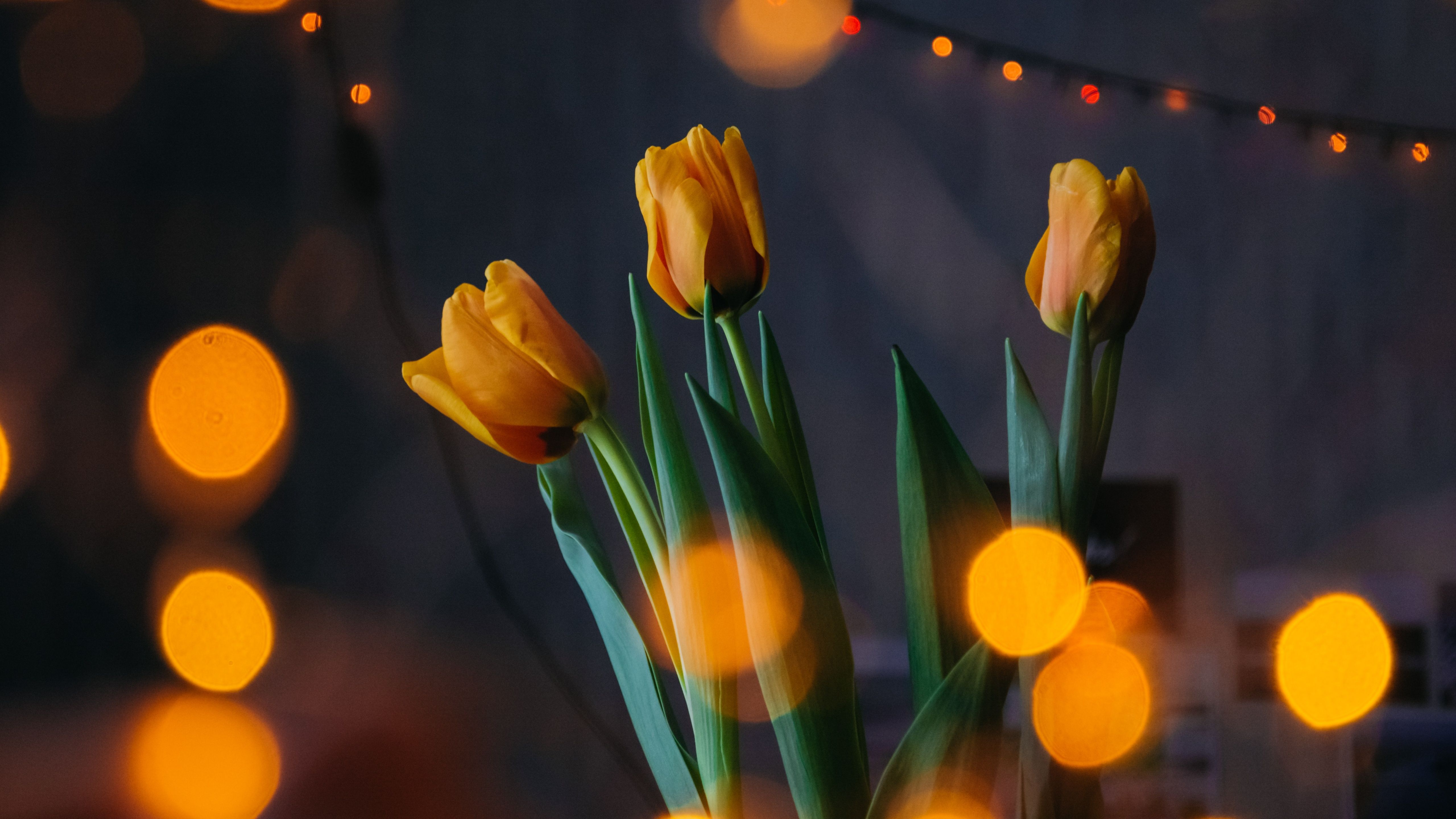 A group of four yellow tulips in front of a blurred background with orange lights. - Tulip