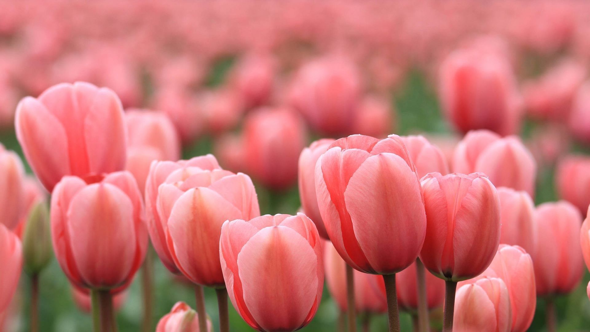 A field of pink tulips with a soft focus - Tulip