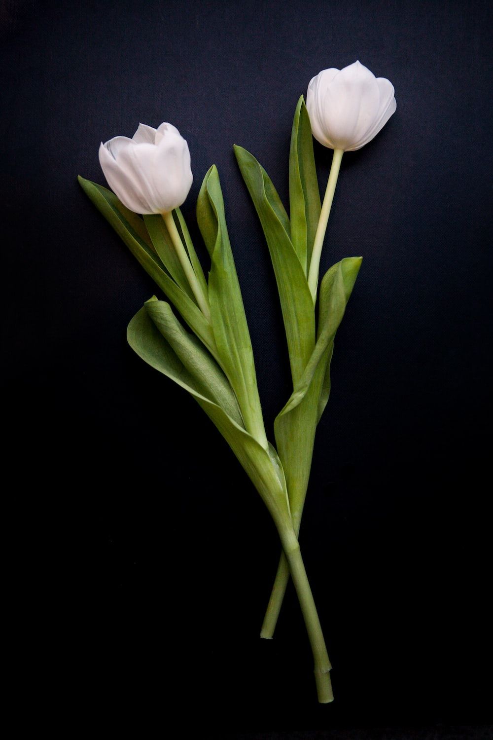 Two white flowers with green leaves on a black background - Tulip