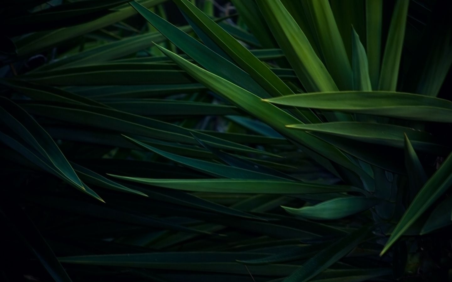 A close up of green palm leaves in the sun. - 1440x900