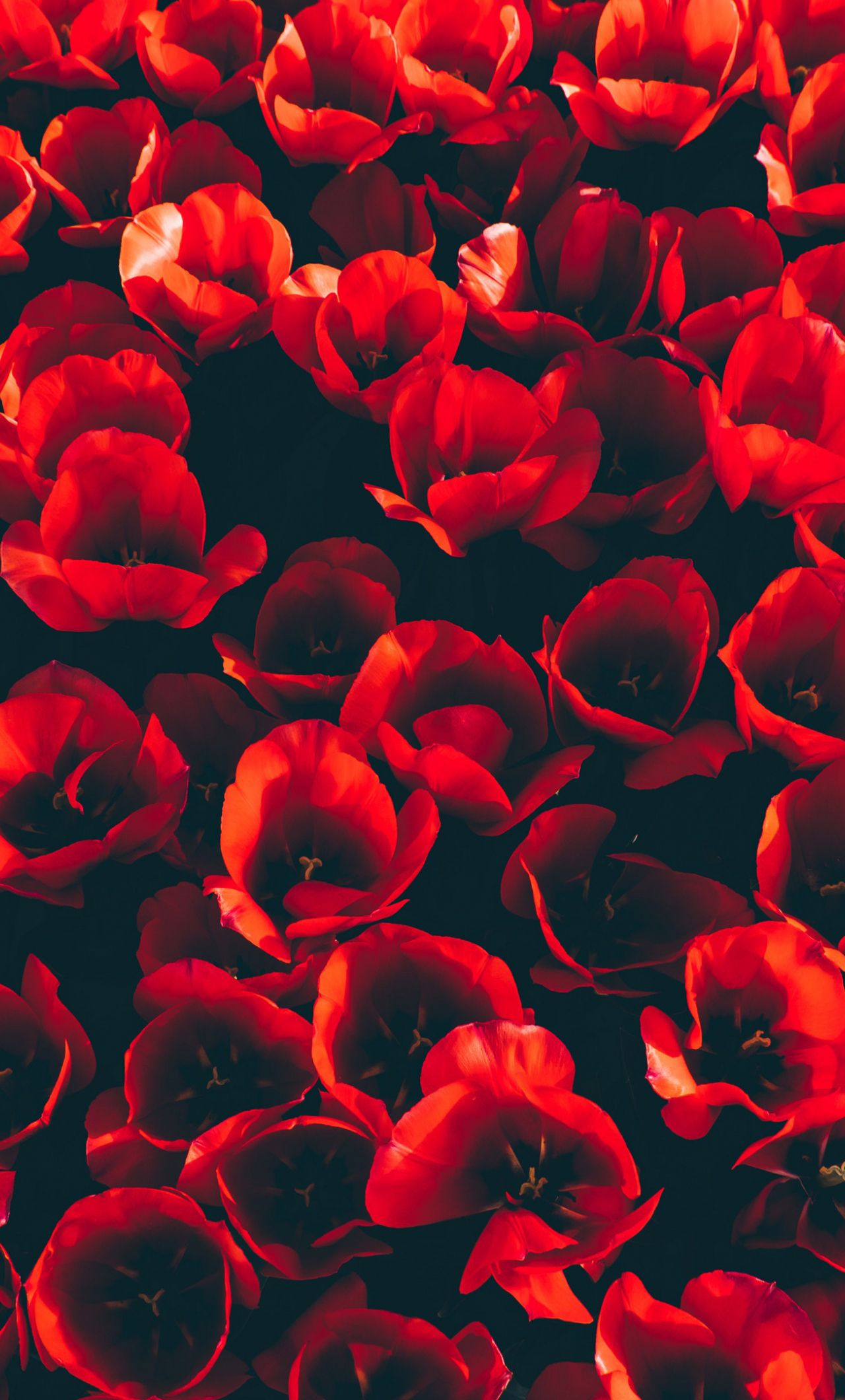 Red Tulip Wallpaper and Background 4K, HD, Dual Screen