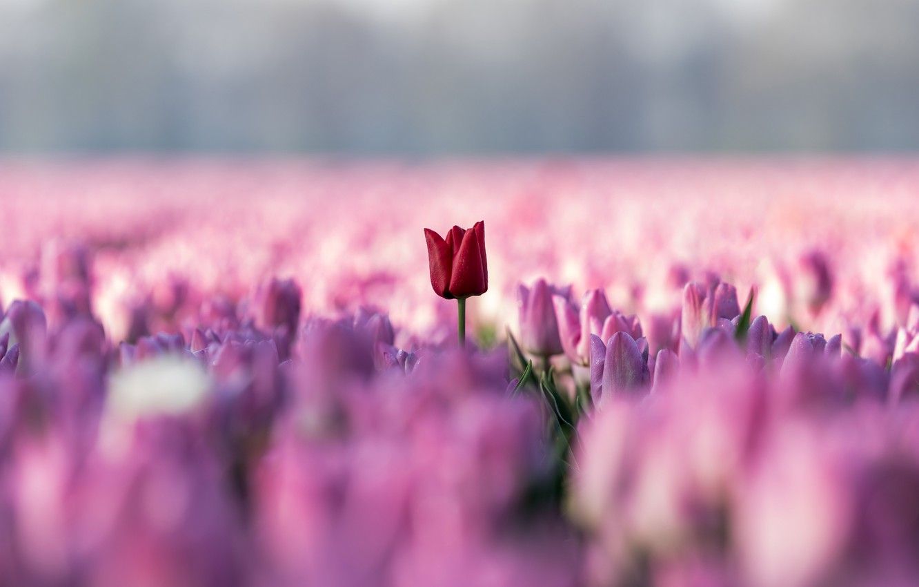 Wallpaper field, the sky, flowers, red, Tulip, tulips, pink, a lot image for desktop, section цветы