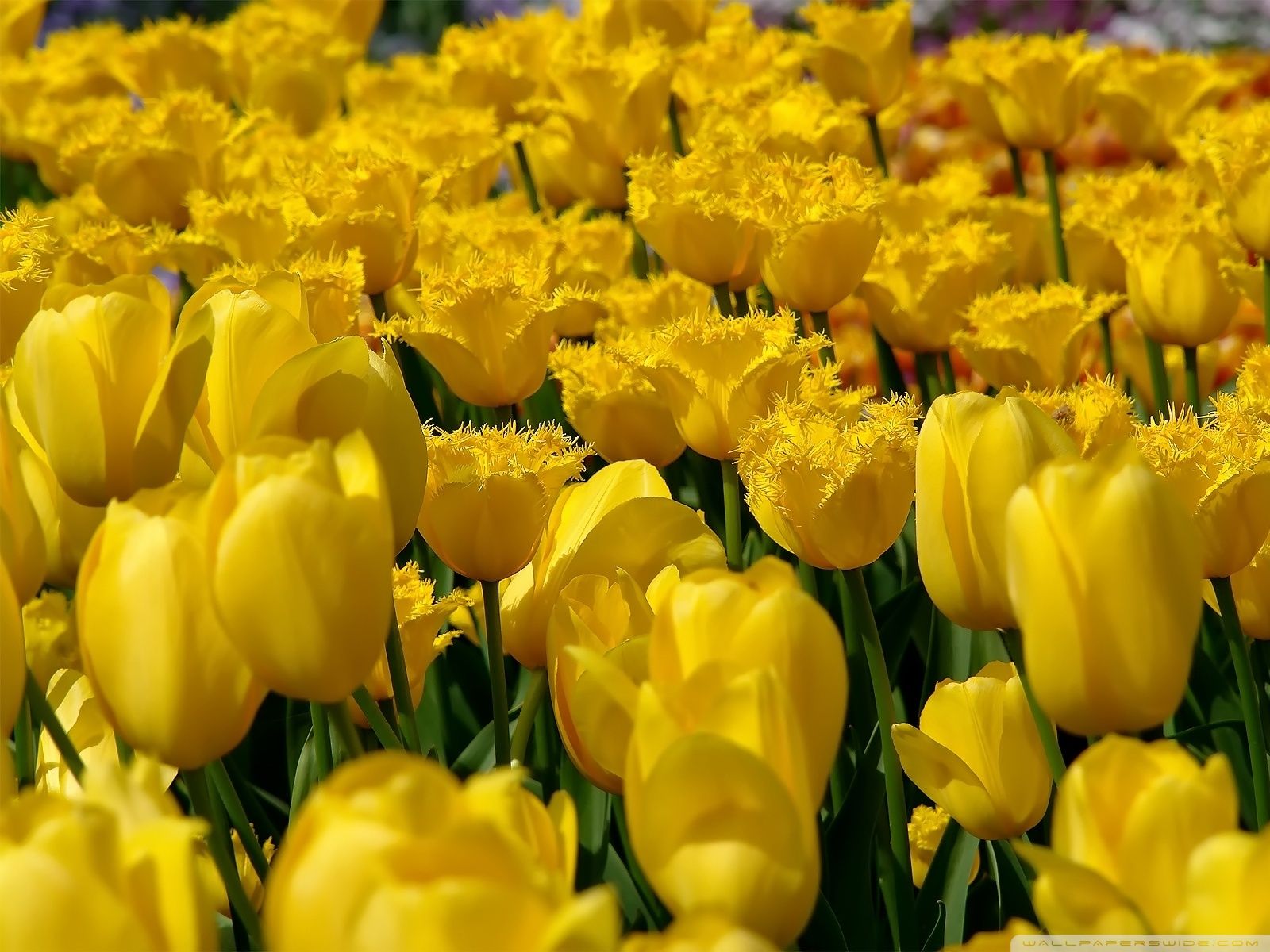 Lovely Yellow Tulip Wallpaper