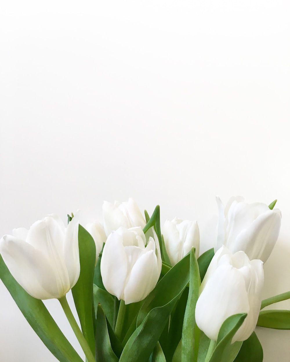 white tulips in white background photo
