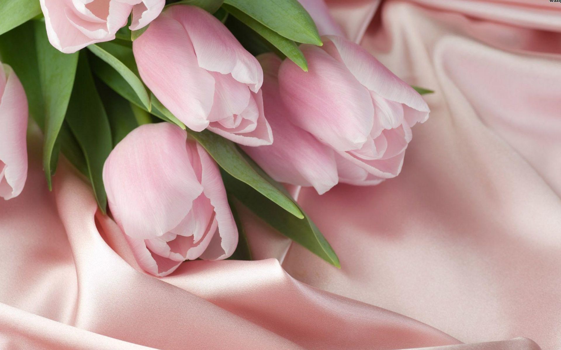 Pink Tulip Wallpaper and Background 4K, HD, Dual Screen
