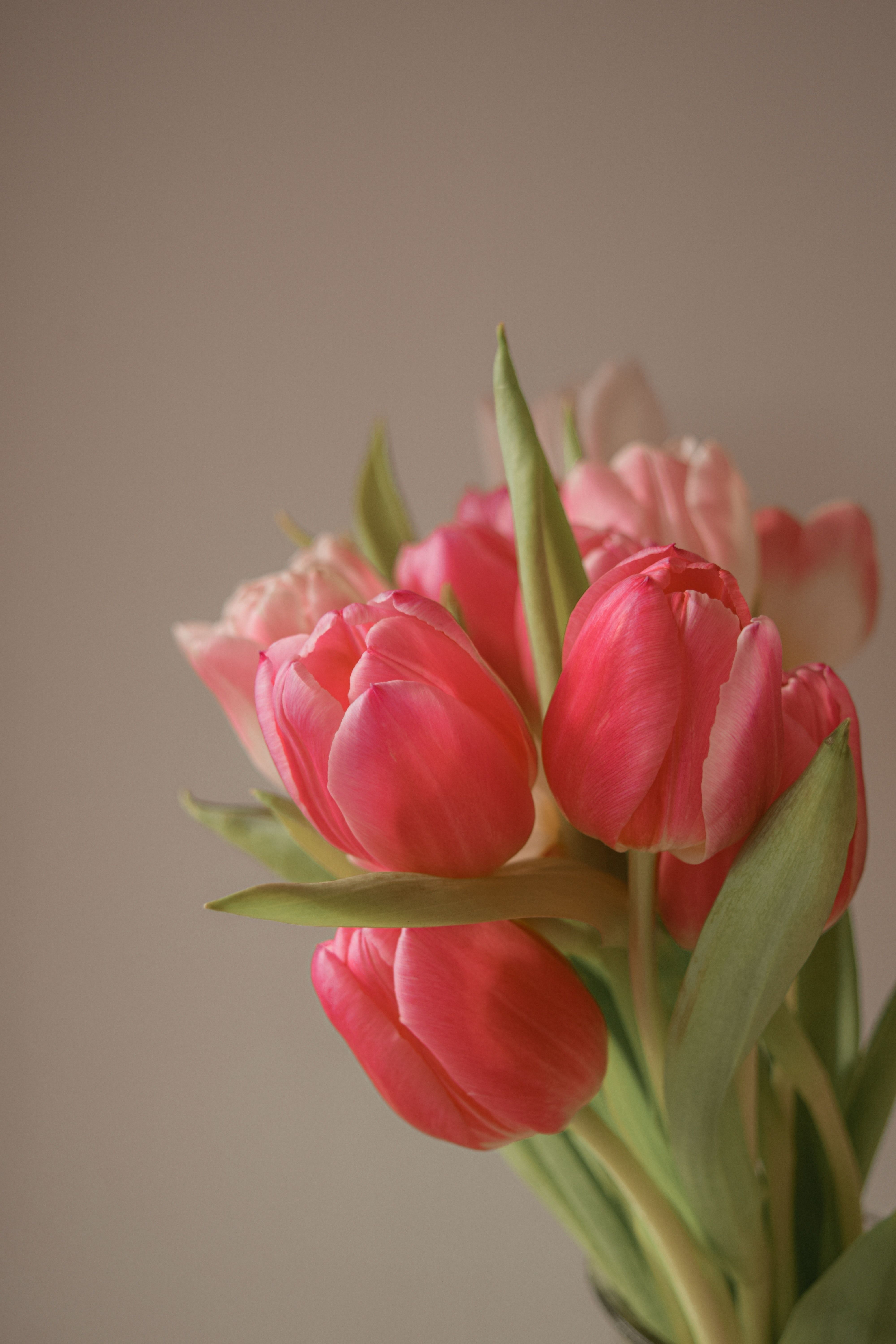 Pink Tulips Photo, Download Free Pink Tulips & HD Image