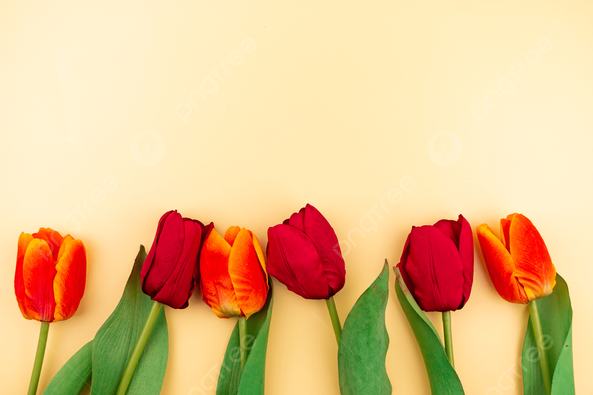 Bright Red Tulips Wallpaper Background, Plant, Colored Flowers, Tulip Background Image for Free Download