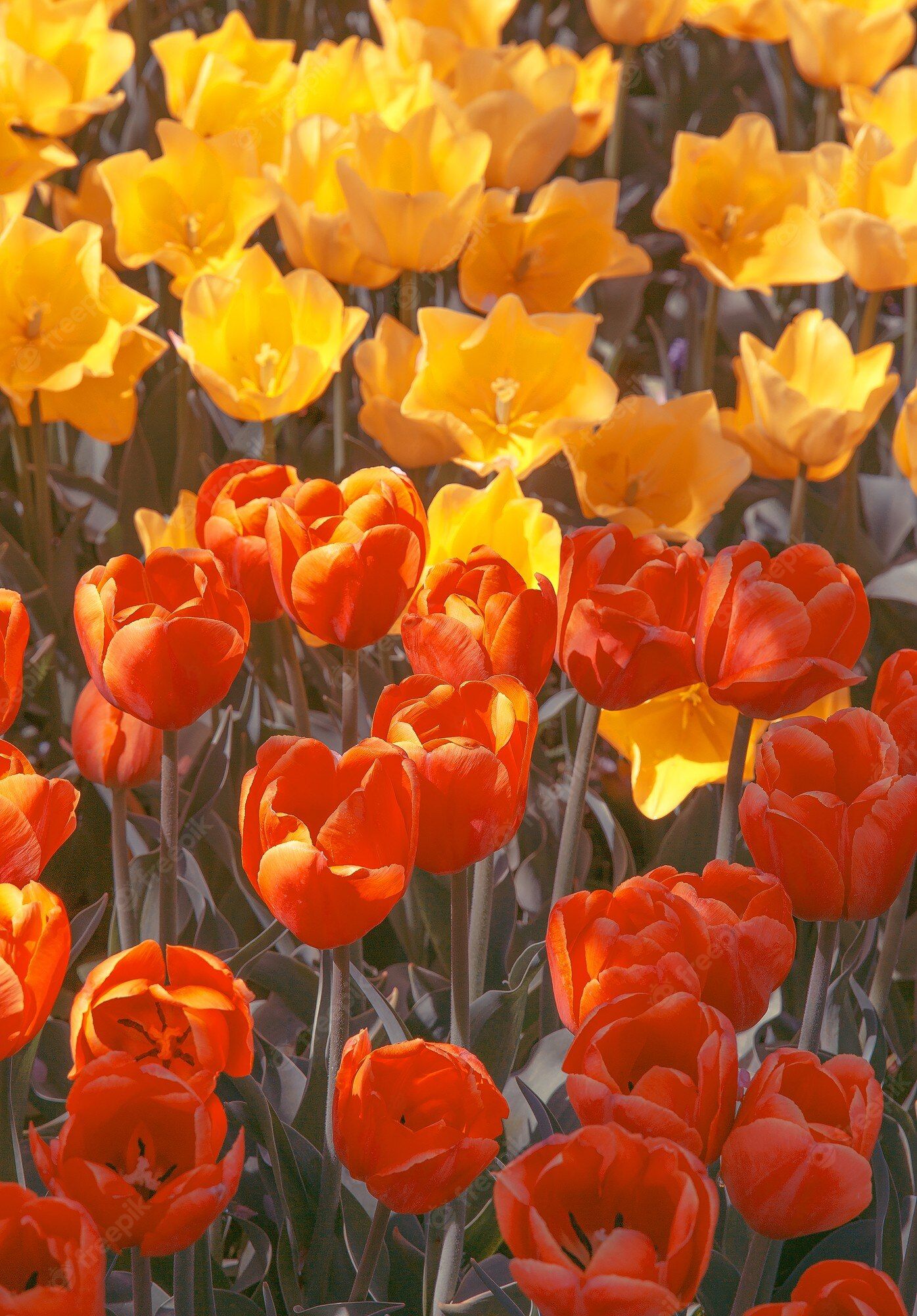 Wonderful Tulips Image