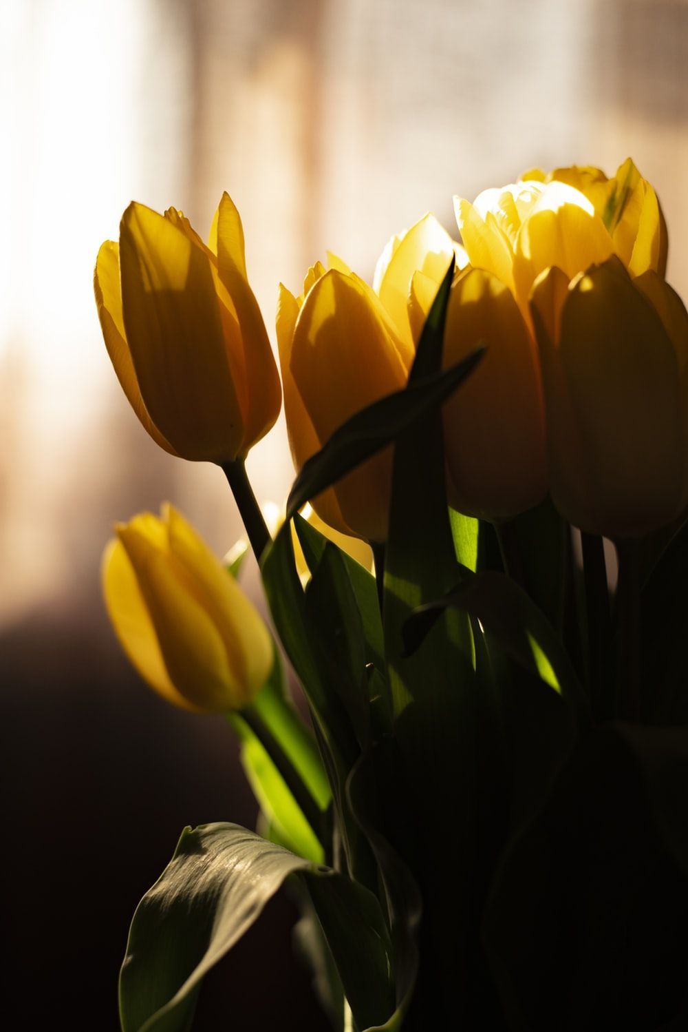 Yellow Tulip HD Wallpaper