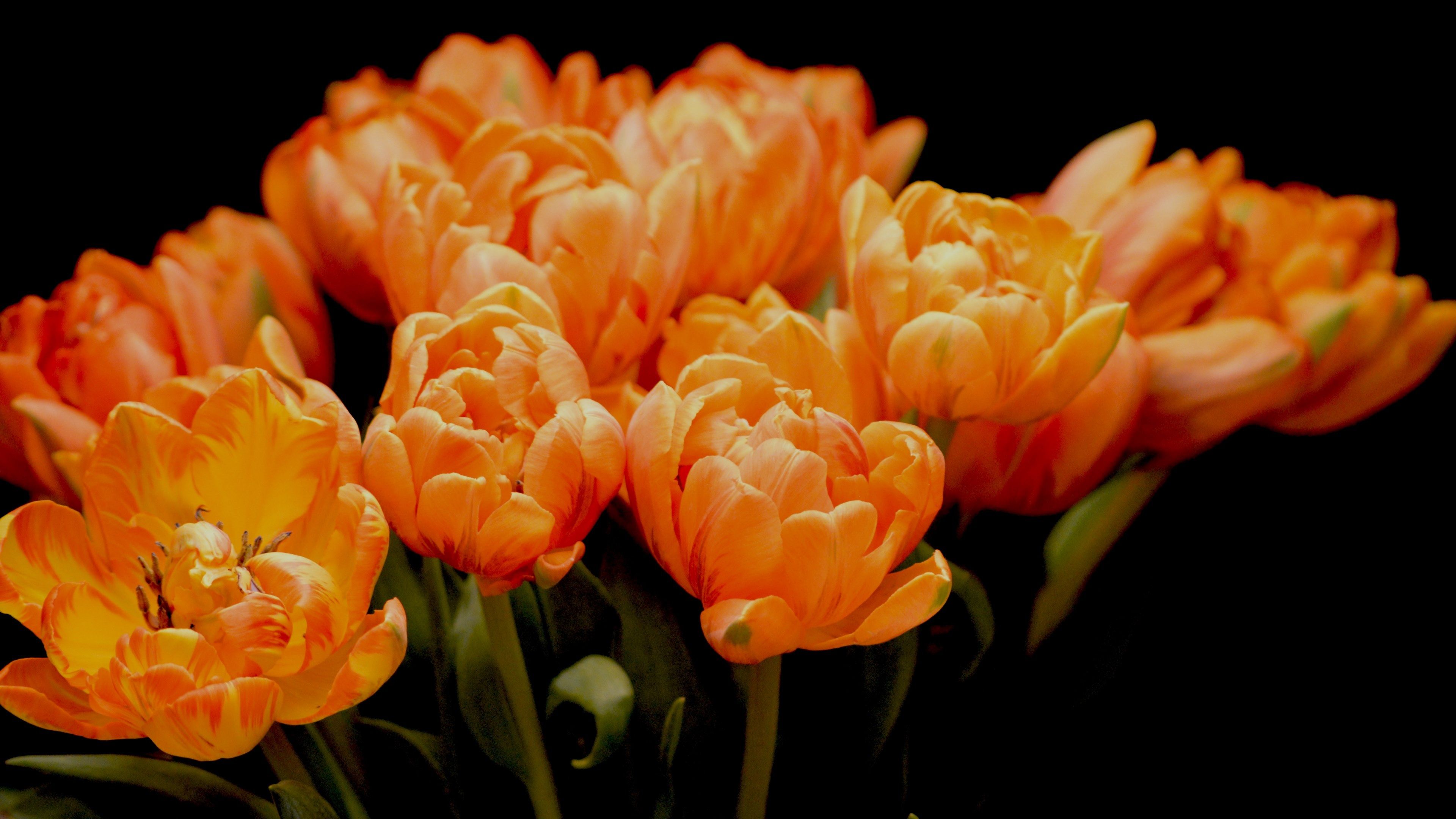 Wallpaper / a bouquet of bright orange tulips against a black background, tulips 4k wallpaper free download