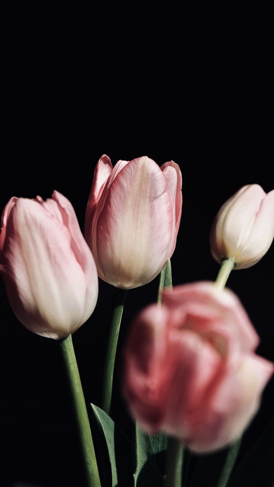 Download Wallpaper 938x1668 Tulips, Flowers, Bouquet, Pink, Black Iphone 8 7 6s 6 For Parallax HD Background