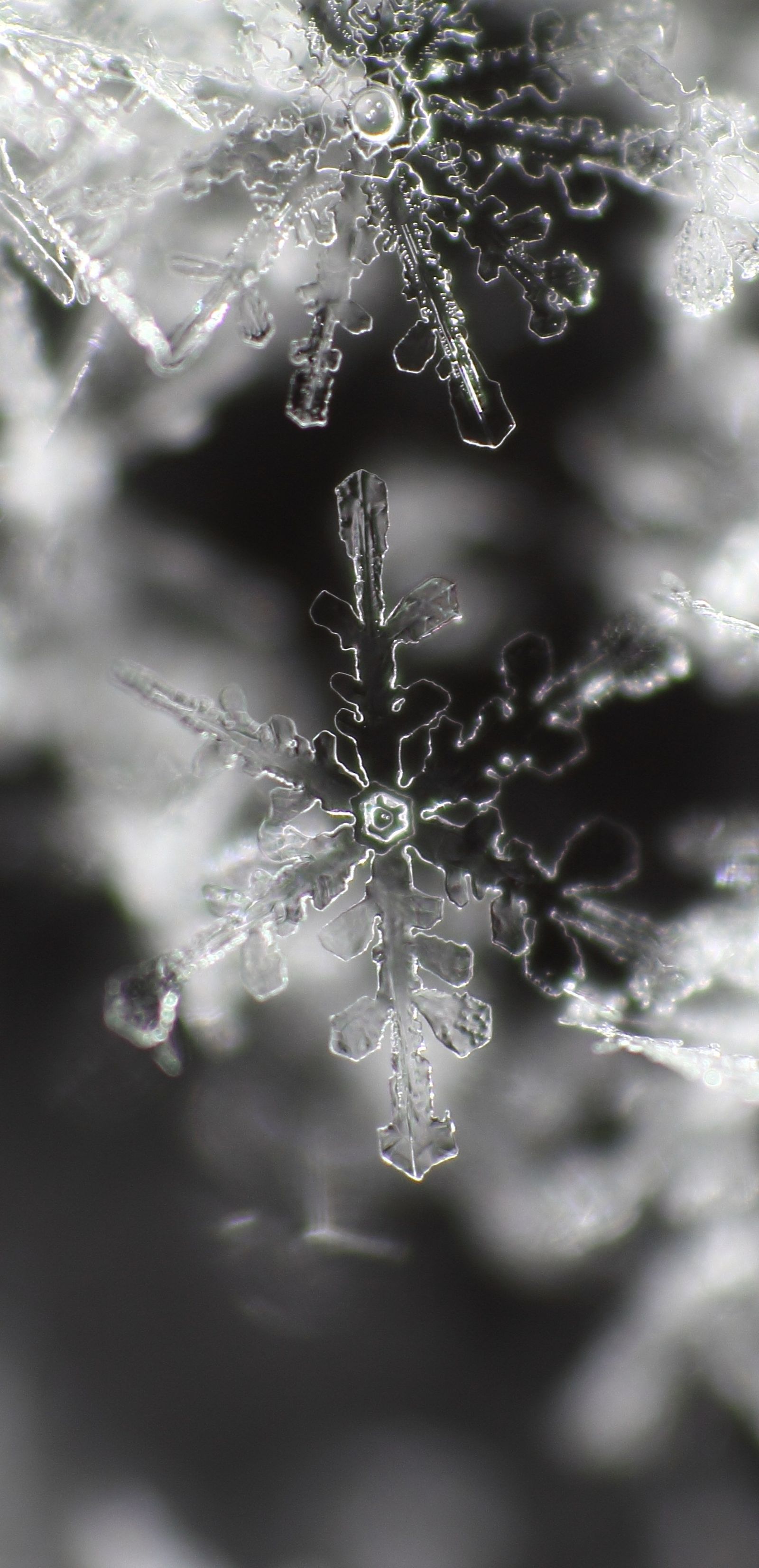 A snowflake under a microscope. - Snowflake