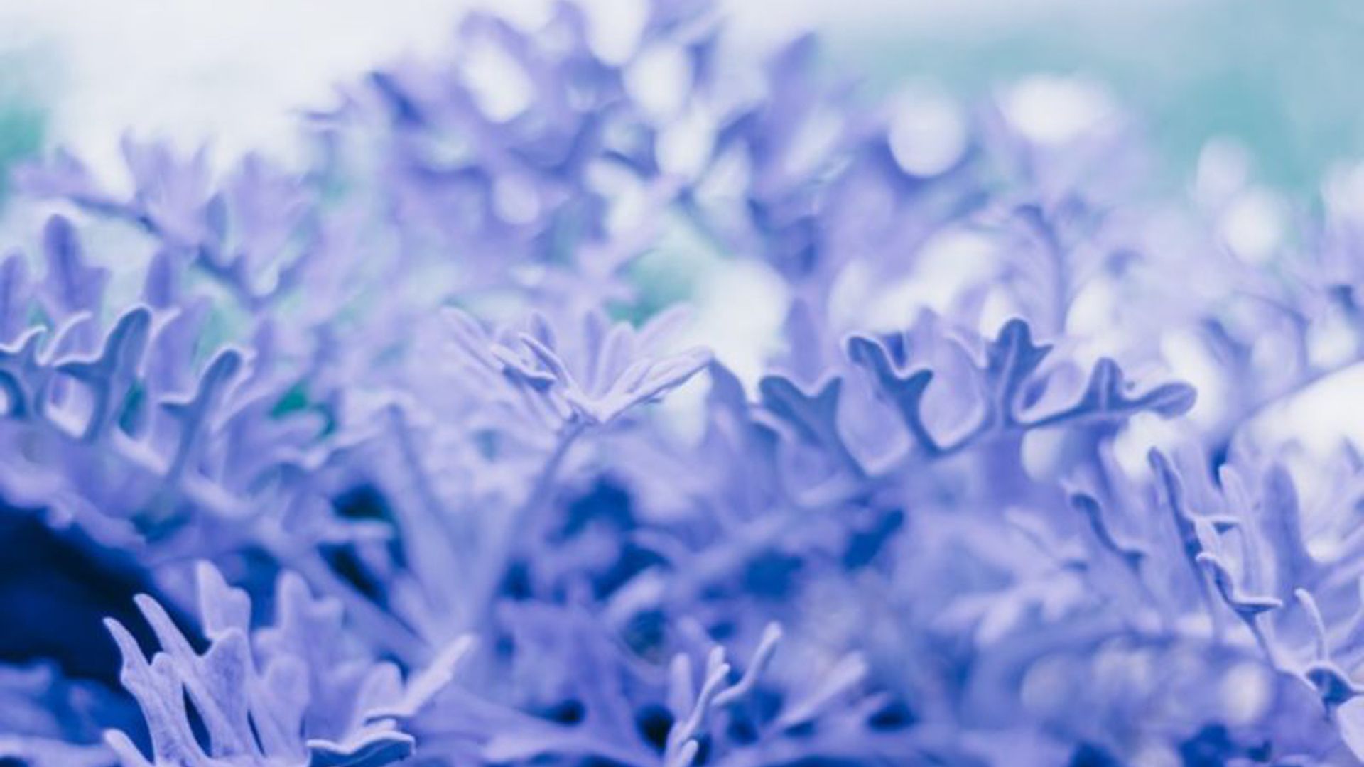 A close up of blue flowers - Snowflake