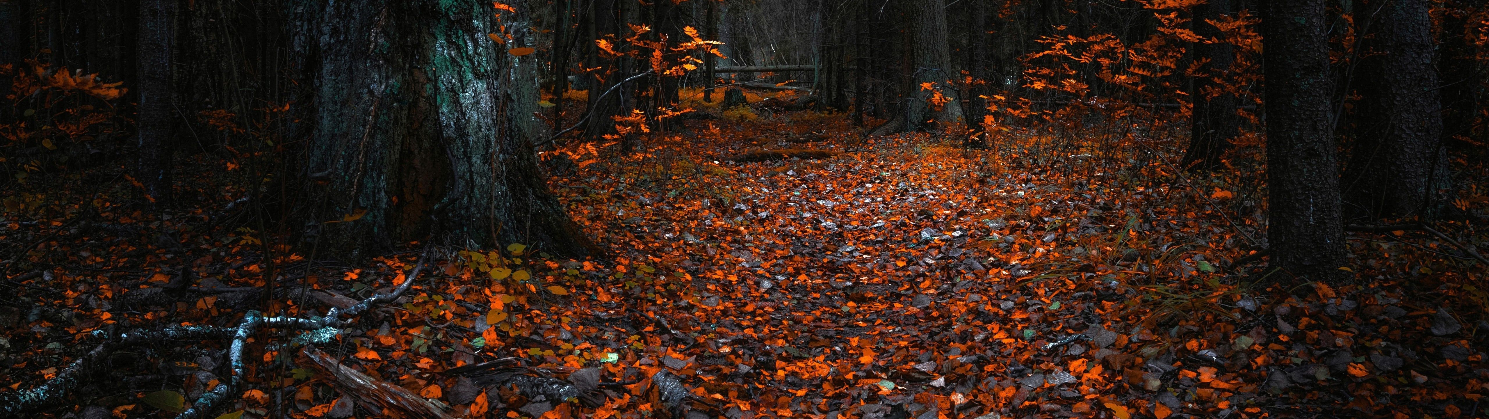 A path in the woods with orange leaves on the ground - 5120x1440