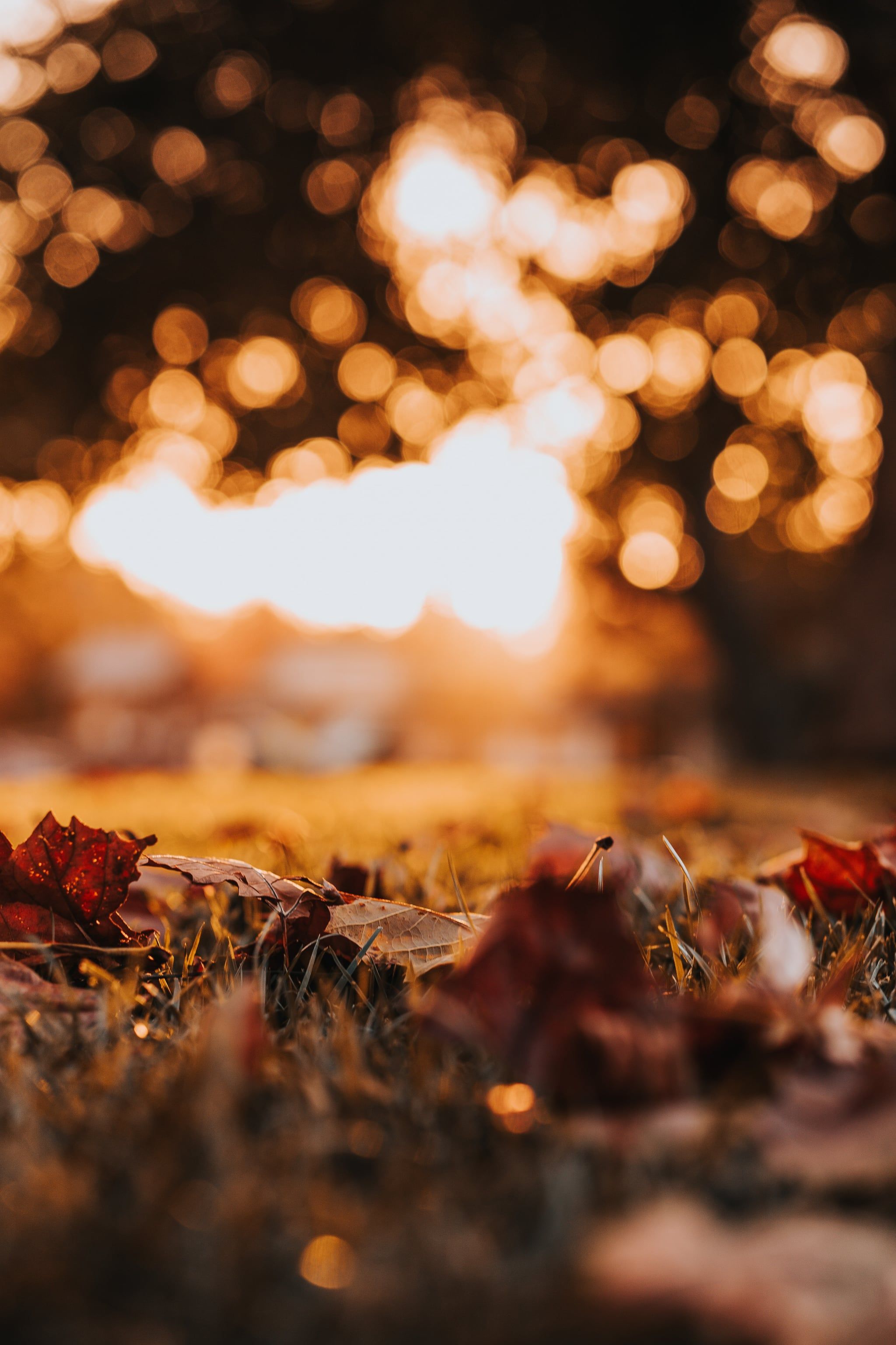 Bokeh lights shining on a field of dry leaves - Thanksgiving