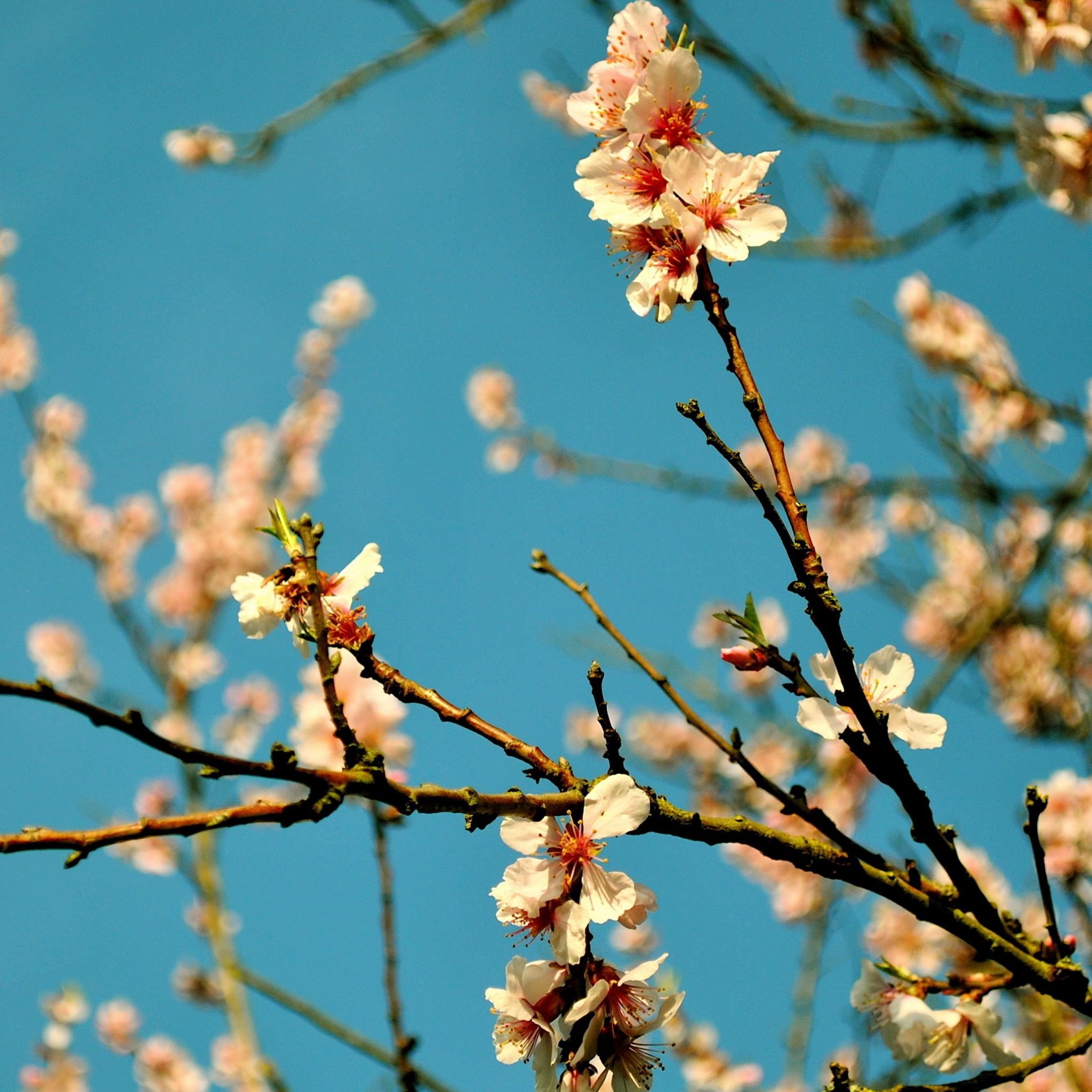 A tree with flowers on it in the sun - Spring