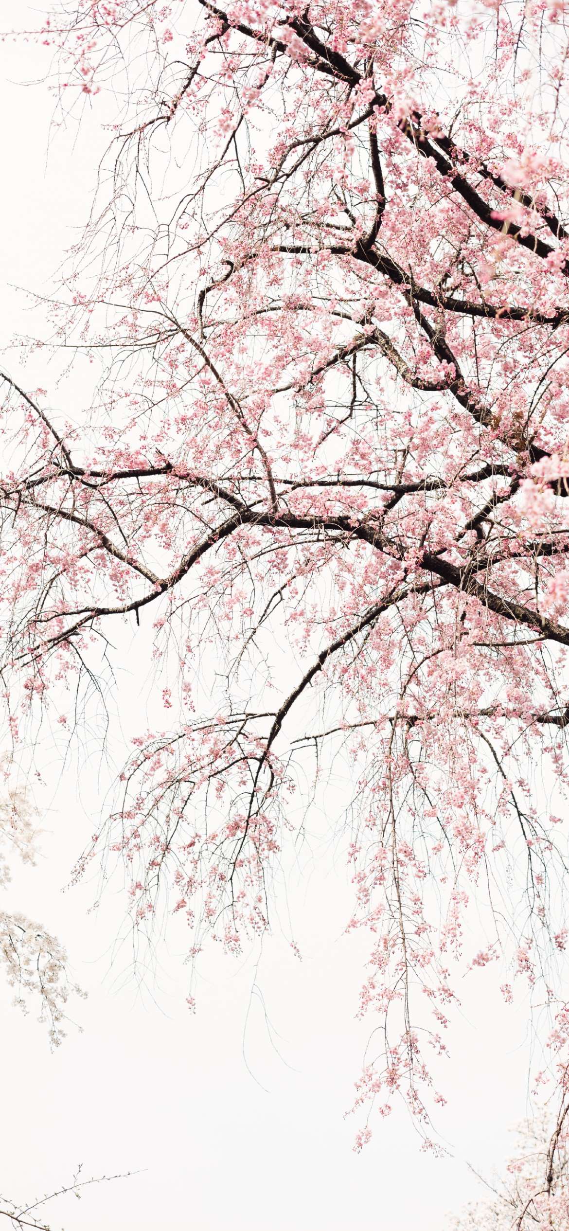A tree with pink flowers in it - Valentine's Day