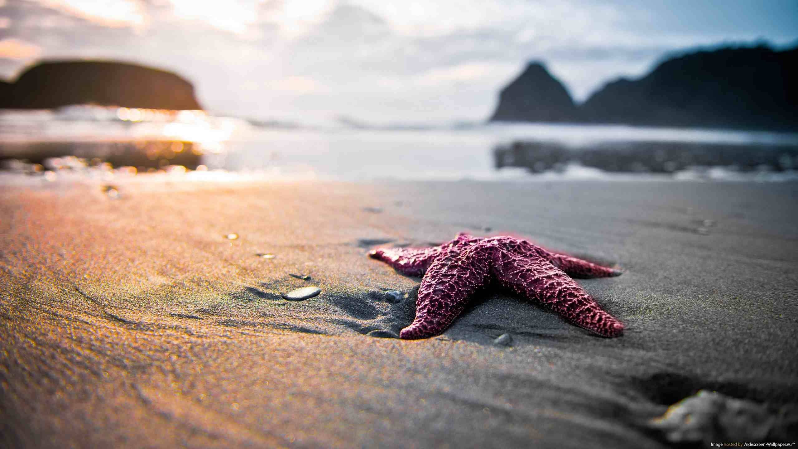 Download Pink Starfish Beach Desktop Wallpaper