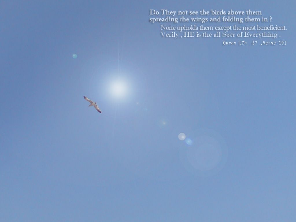 A bird flying in the sky with a quote from Quran 1章67节第19句. - Spiritual