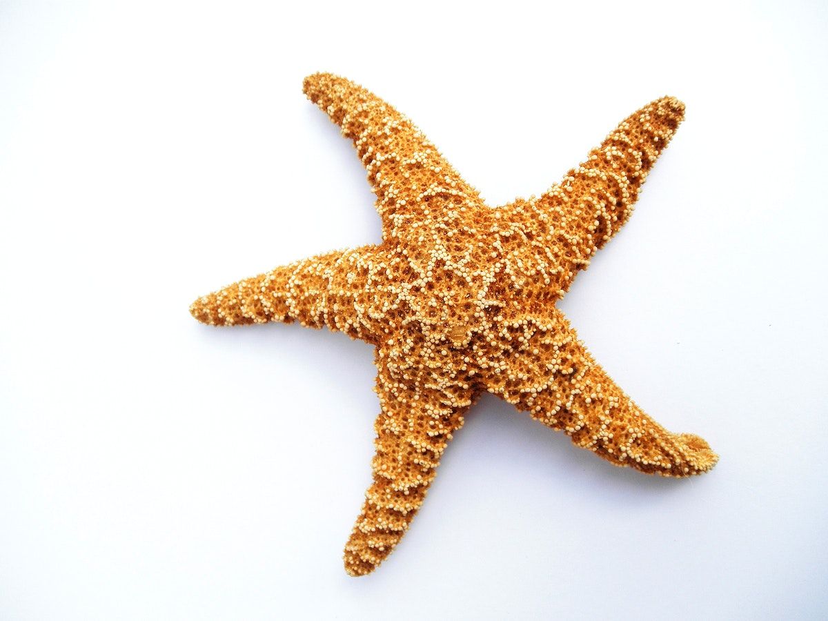 A starfish is sitting on top of the white surface - Starfish