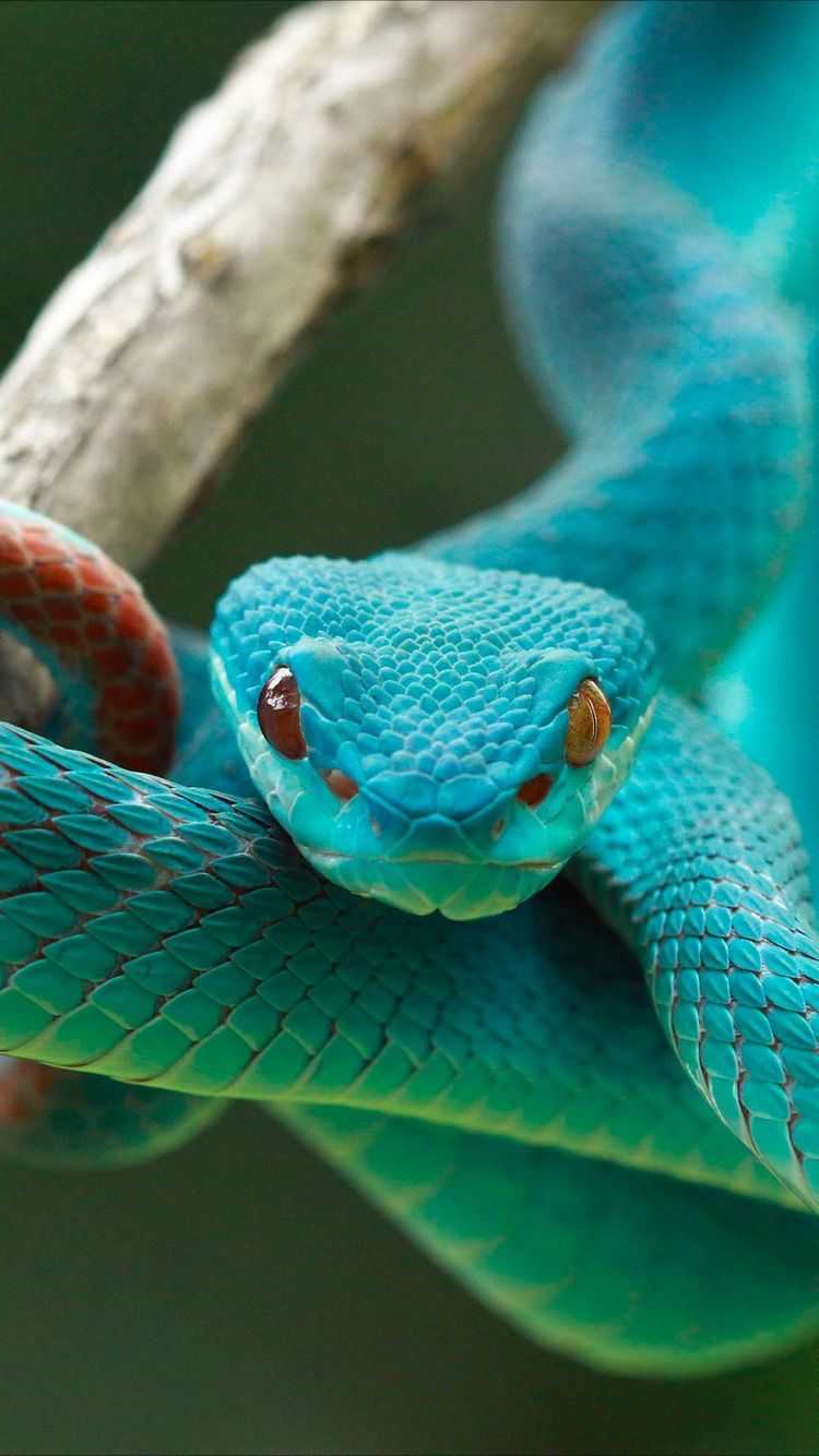 Picture of a blue snake wrapped around a branch - Snake