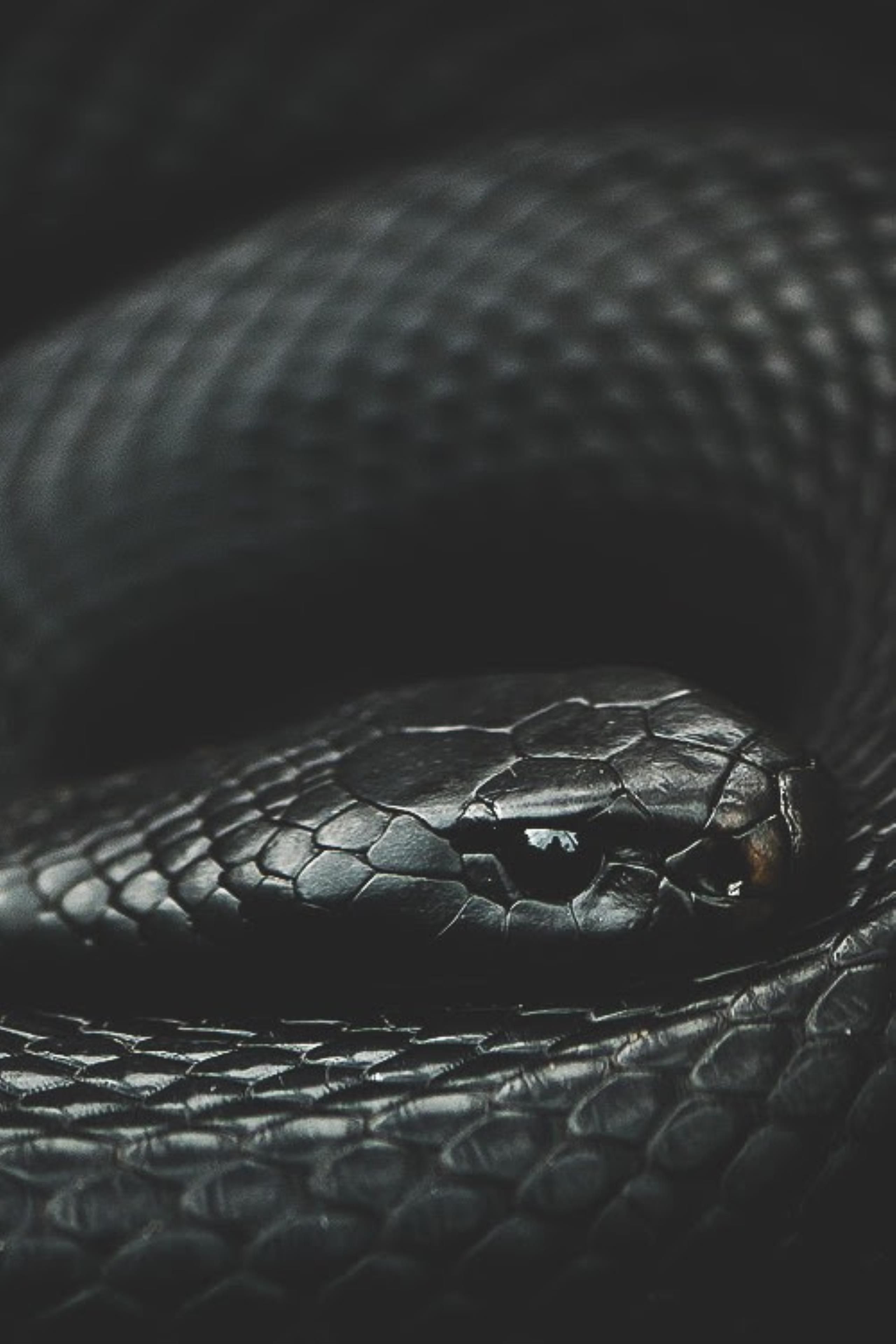 AMOLED Animal Wallpaper. Black mamba snake, Shades of black, Snake