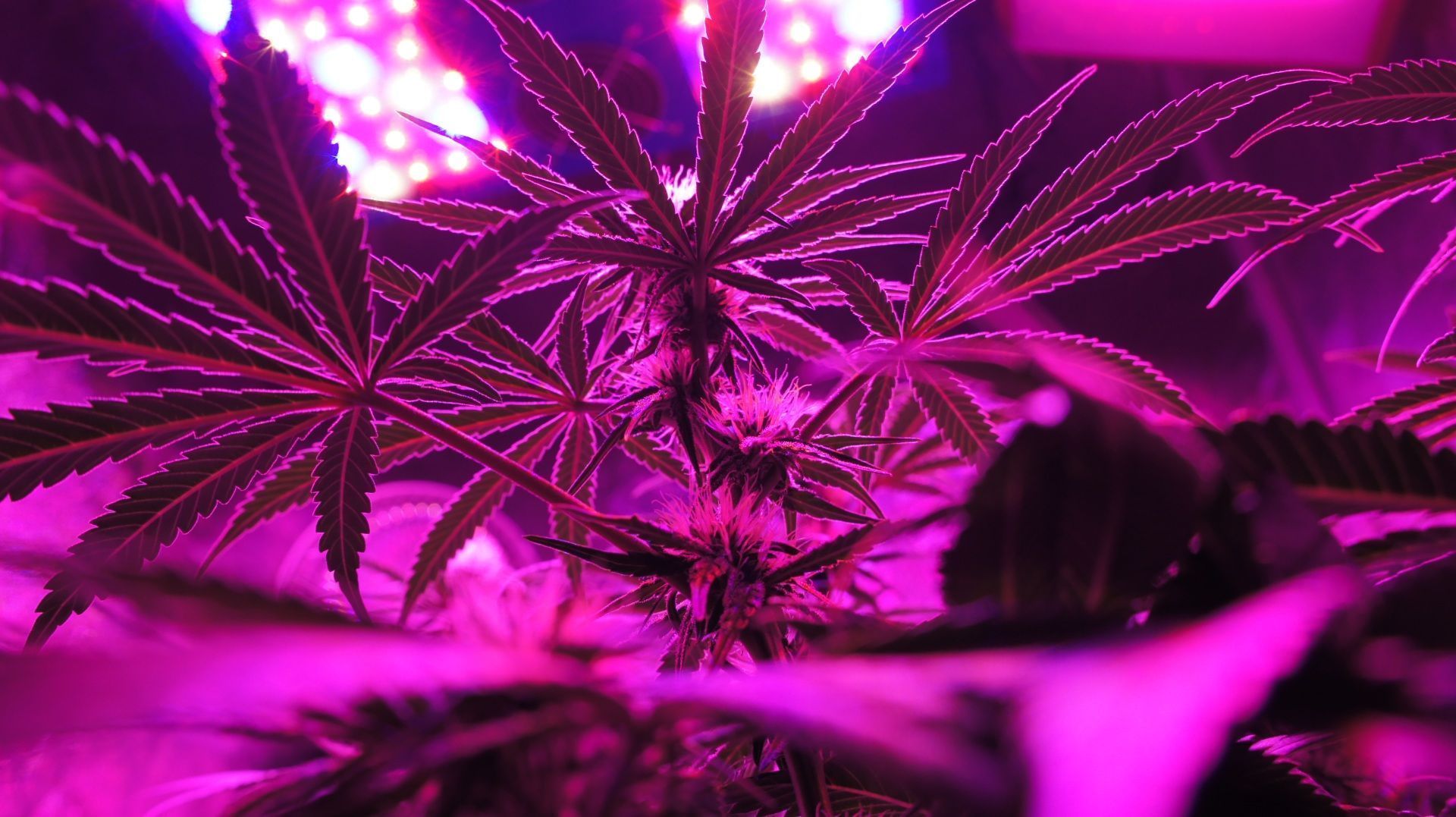 Cannabis plant under a purple light - Weed