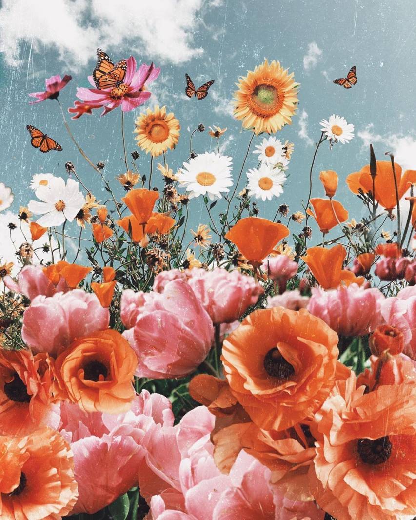 A field of flowers with butterflies flying around - Pastel orange, flower, cute, spring