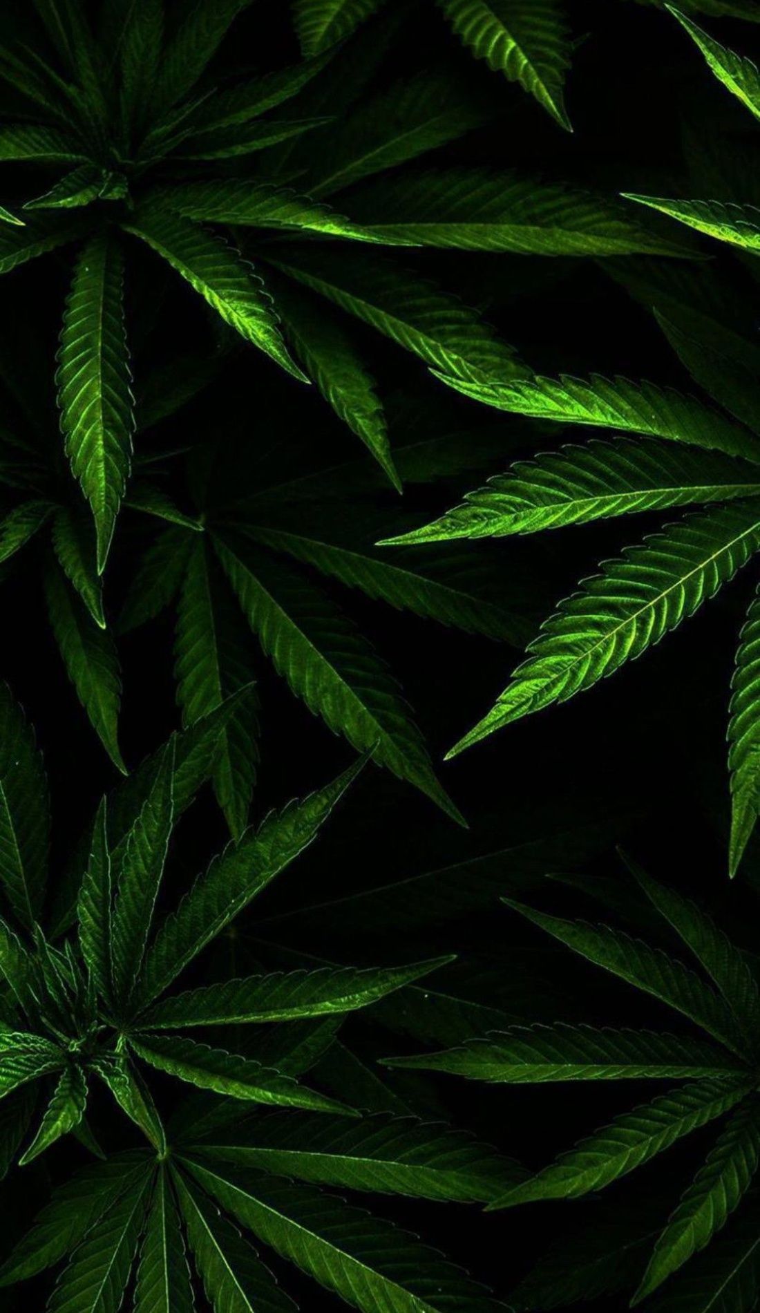 Cannabis Wallpaper Cannabis Wallpaper [ HQ ]
