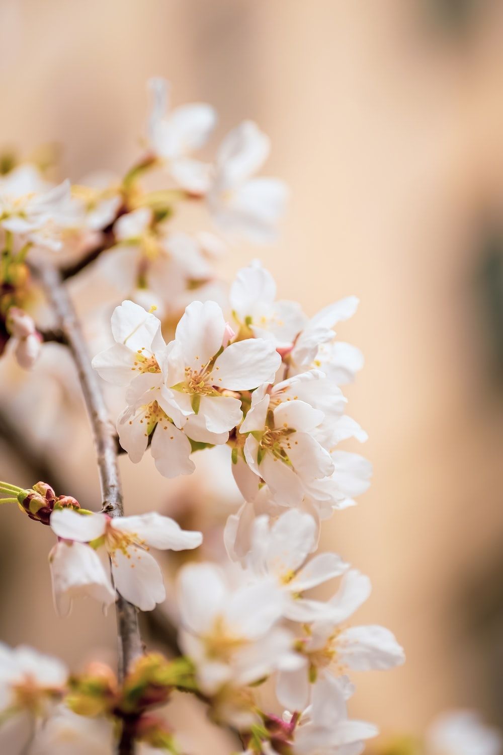 Close up of white flowers on a tree branch. - Spring
