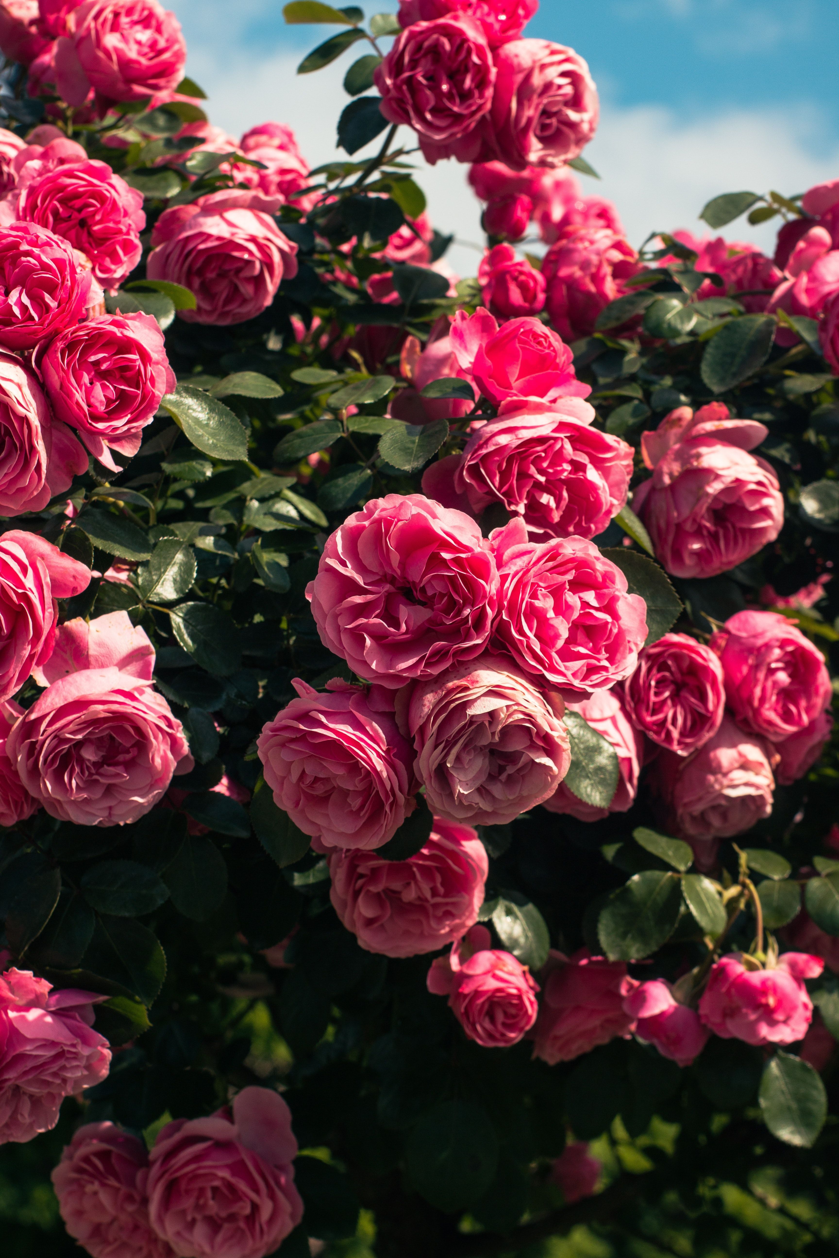 Desktop Wallpaper Aesthetic Roses Photo, Download The BEST Free Desktop Wallpaper Aesthetic Roses & HD Image