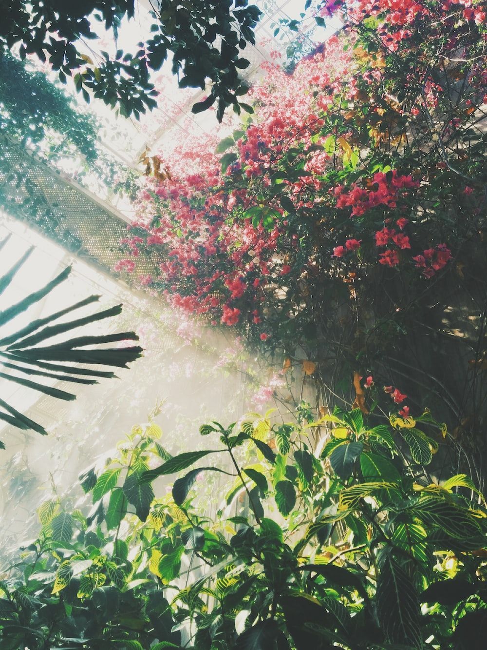 A tree with leaves and flowers in the background - Garden